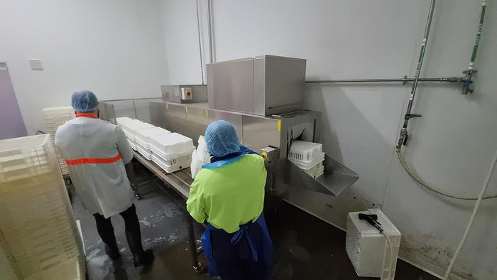 Used RHIMA TRAY WASHER ALL SS DW241E VX301 DX HRP30