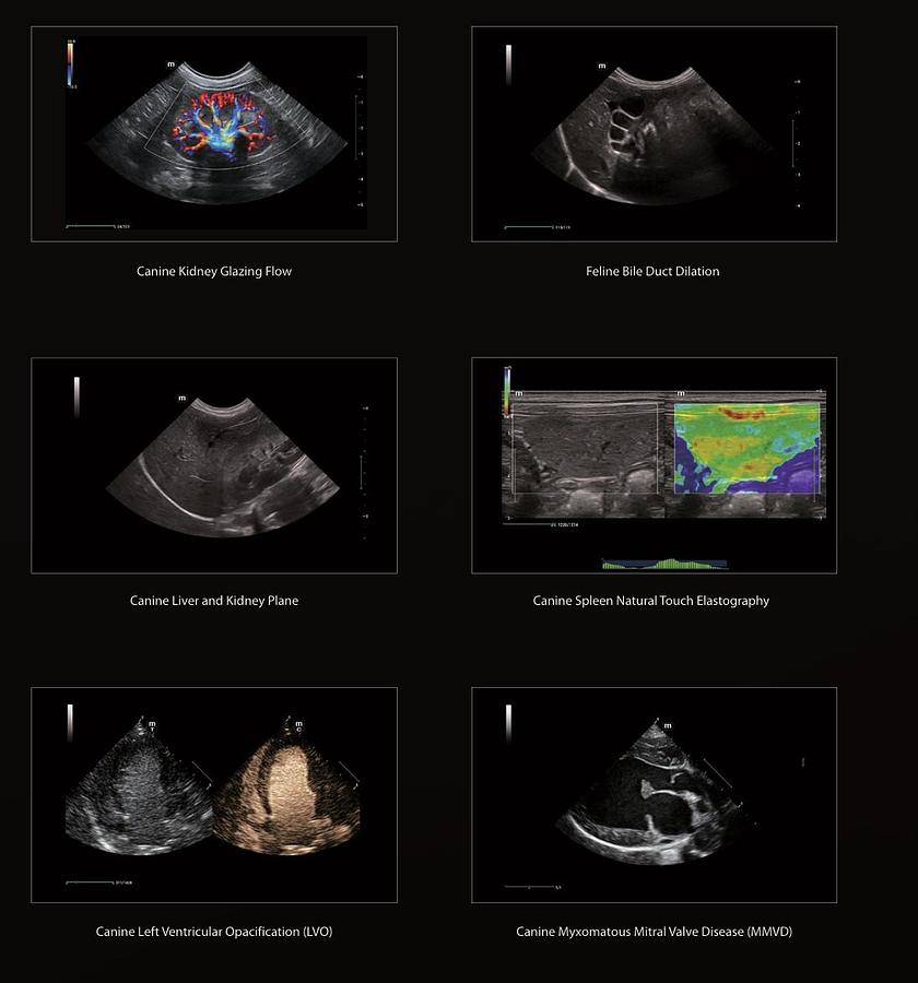 Mindray Vetus 9 Veterinary Ultrasound For Sale | High Resolution Canine Feline Scans | Manifest Medical