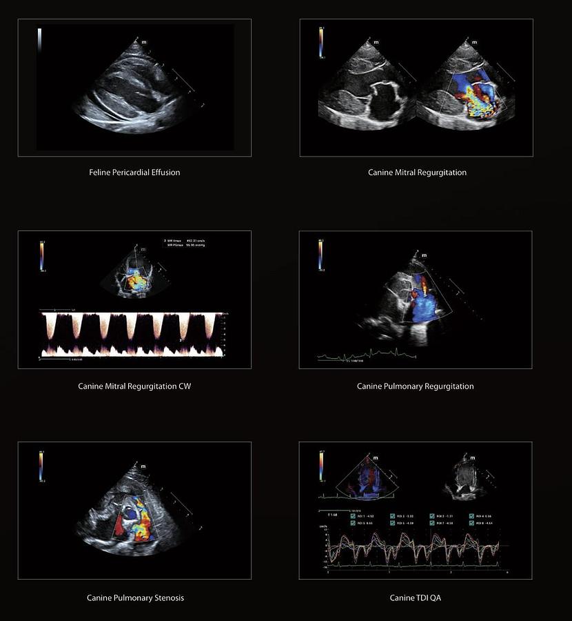Mindray Vetus 9 Feline Pericardial Effusion, Canine Pulmonary, Mitral Regurgitation, Canine TDI QA Scans