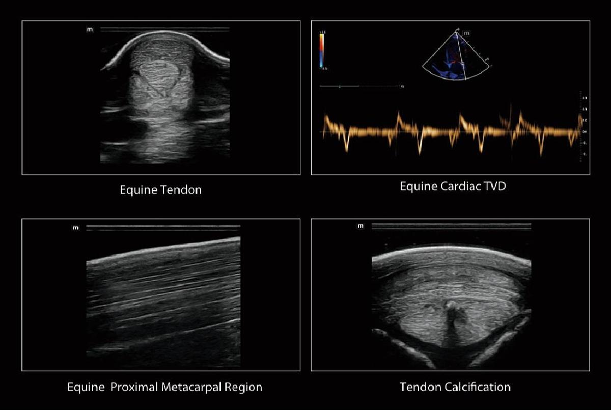 Mindray Vetus EQ Equine Tendon, Proximal Metacarpal Region, Tendon Calcification, Cardiac TVD Scans