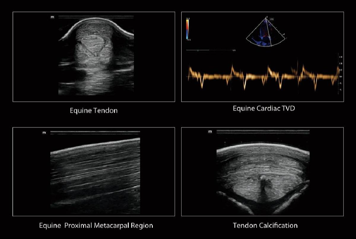 Equine MSK Scans | Mindray Vetus EQ Veterinary Ultrasound Machine For Sale | Manifest Medical