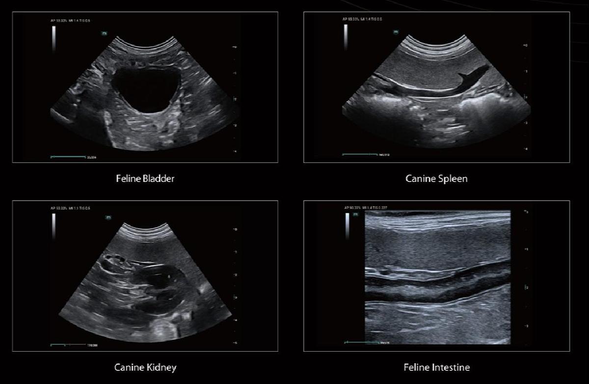 Mindray Vetus E5 Veterinary Ultrasound For Sale | Feline Canine Scans