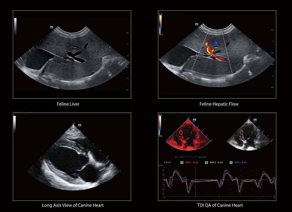 Mindray Vetus 7 Feline Liver, Hepatic Flow, Canine Heart, TDI QA of Canine Heart