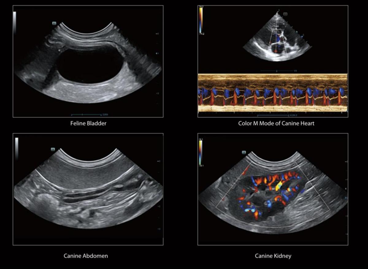 Mindray Vetus 7 Feline Bladder, Canine Heart, Canine Abdomen, Canine Kidney Scans