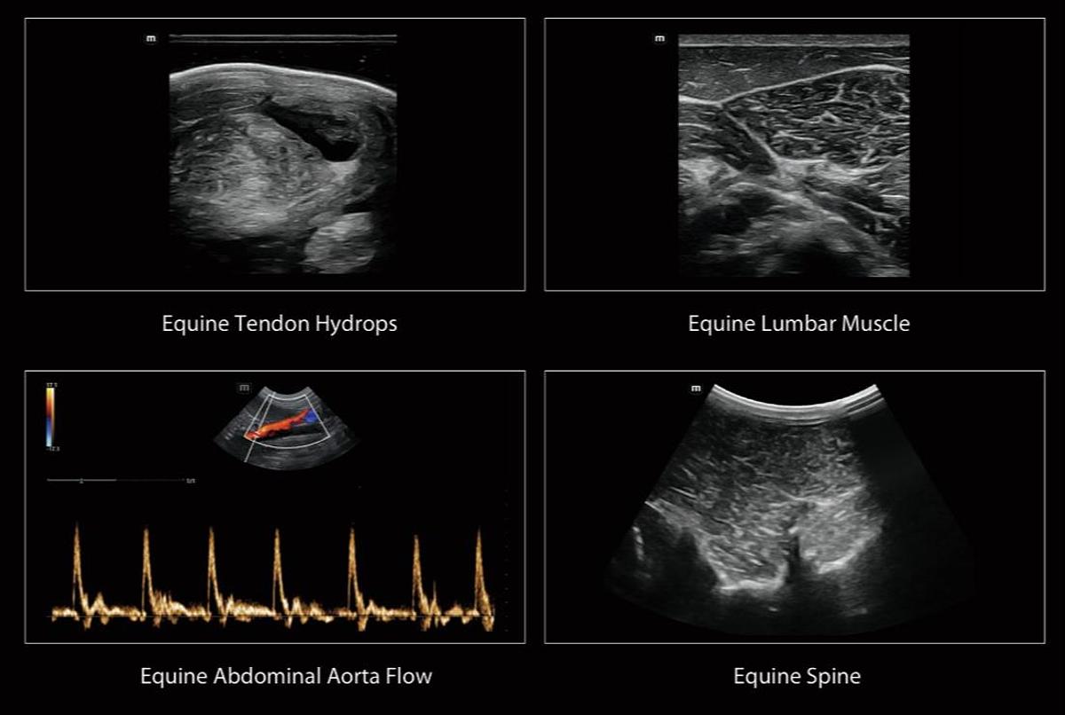Mindray Vetus EQ Veterinary Ultrasound For Sale | High Resolution Equine Scans | Manifest Medical