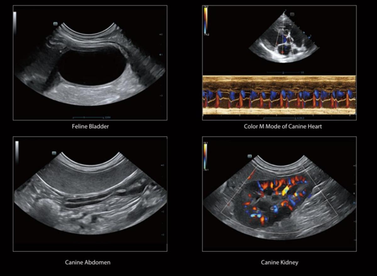 Feline Canine Scans | Mindray Vetus 7 Veterinary Ultrasound Machine For Sale | Manifest Medical