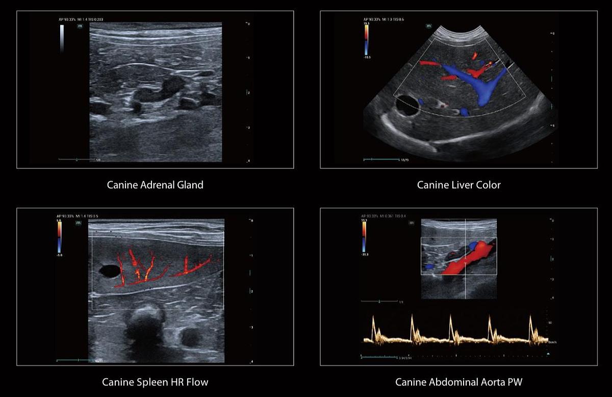 Mindray Vetus E5 Canine Adrenal Gland, Canine Liver Color, Canine Spleen HR Flow, Canine Abdominal Aorta PW