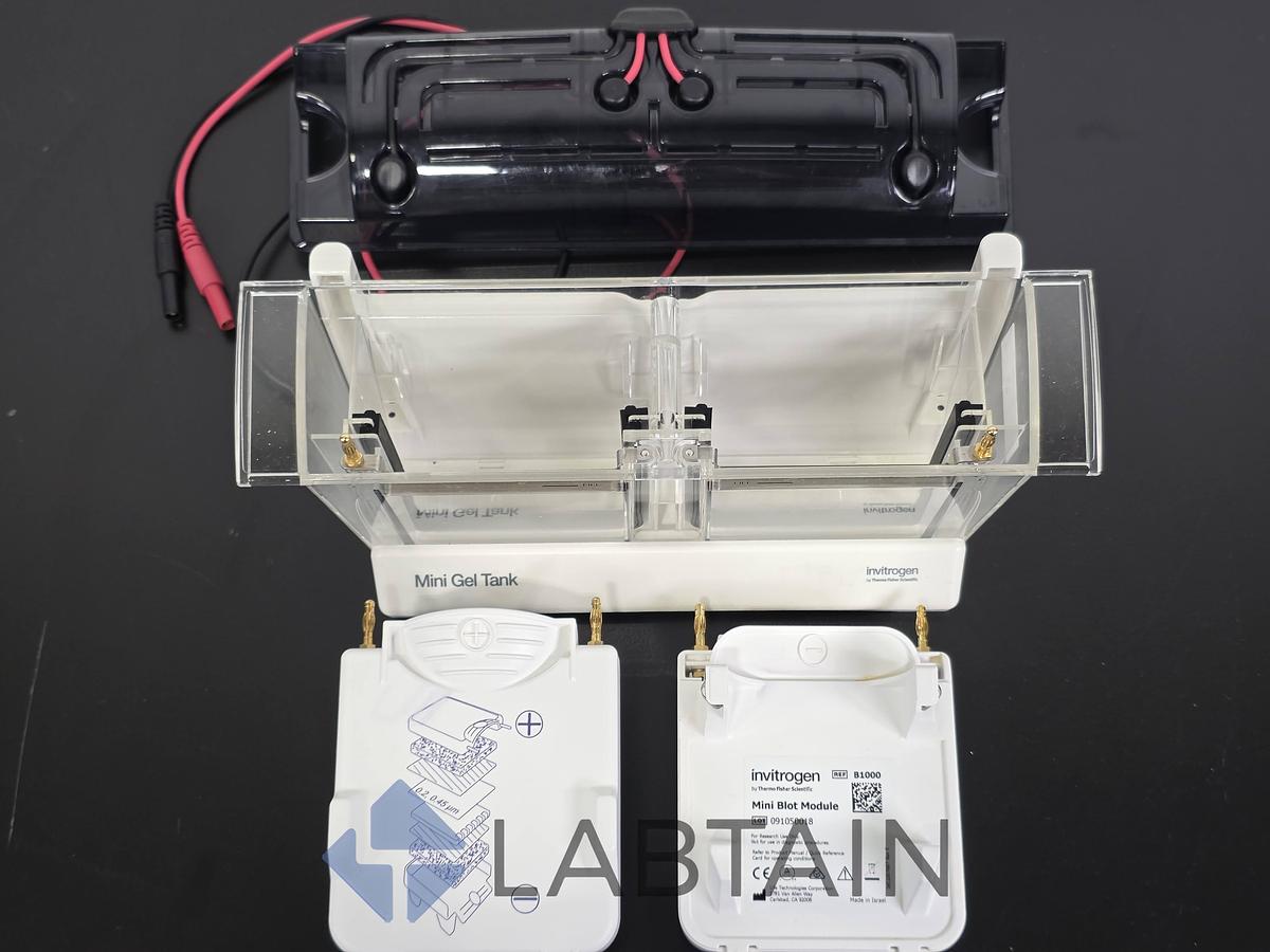Used Invitrogen / Thermo Fisher Mini Gel Tank (A25977) with 2× Mini Blot Modules (B1000) — Vertical Mini-Gel Electrophoresis & Wet Western Transfer — Used / Inspected