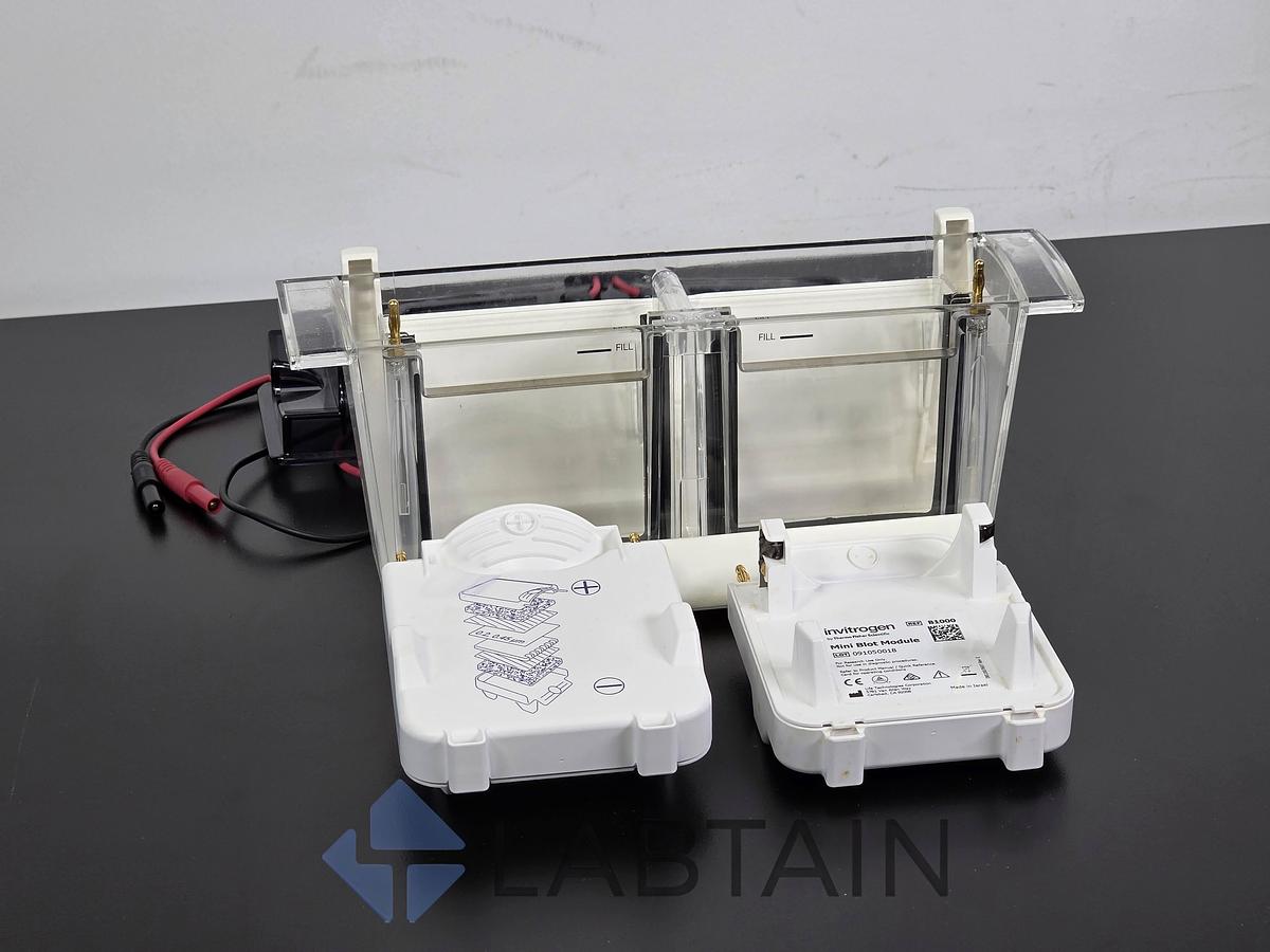 Used Invitrogen / Thermo Fisher Mini Gel Tank (A25977) with 2× Mini Blot Modules (B1000) — Vertical Mini-Gel Electrophoresis & Wet Western Transfer — Used / Inspected