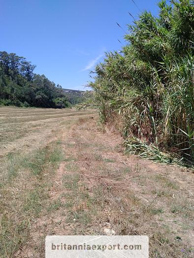 Used 1000 m2  of Agricultural land near Ericeira | Portugal.