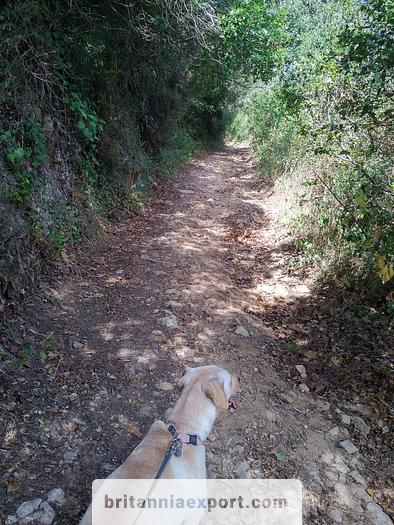 Used 1000 m2  of Agricultural land near Ericeira | Portugal.