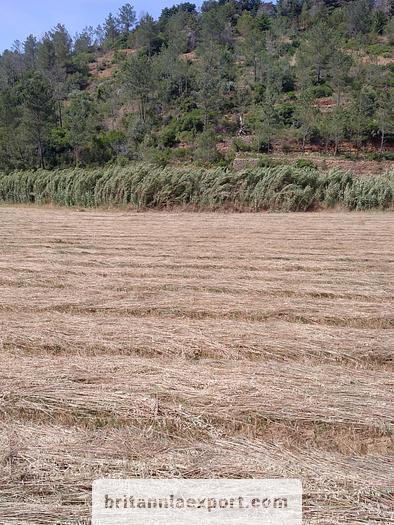 Used 1000 m2  of Agricultural land near Ericeira | Portugal.