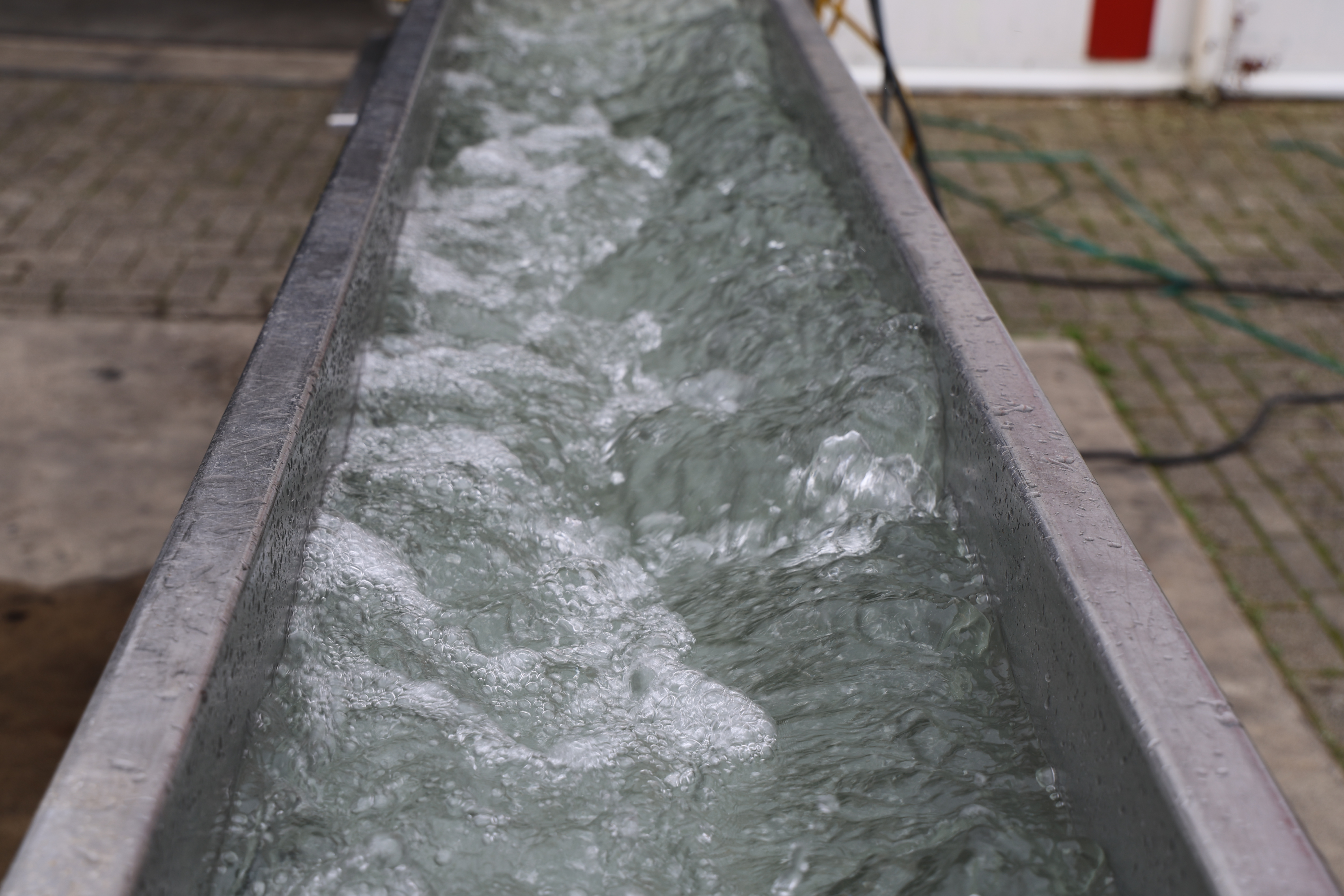 Used Eillert GWT5-350 vegetable washer