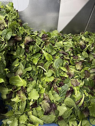 Used 2023 Somac full salad wash + dry salad line