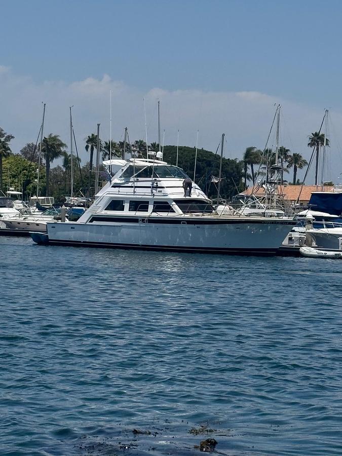 Used 1981 Bertram 58 Flybridge Motor Yacht