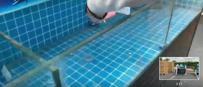 60" live seafood tank -