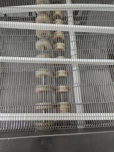 Used Wire Mesh Conveyor stainless steel 24" Wide 70" long 42" tall on wheels with VFD