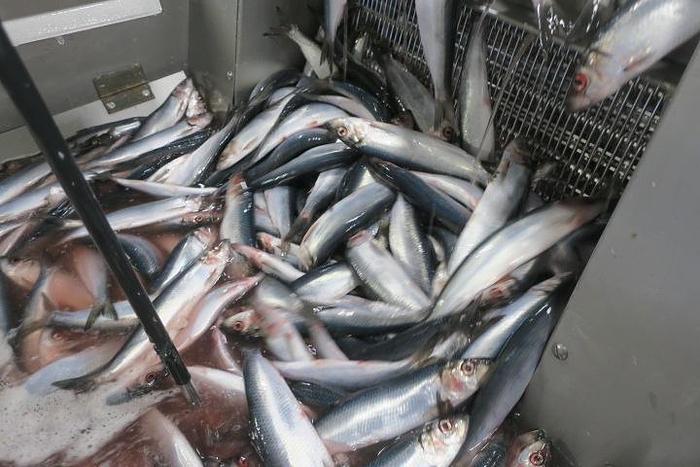 Used BAADER  Filleting lines for herings and mackarel