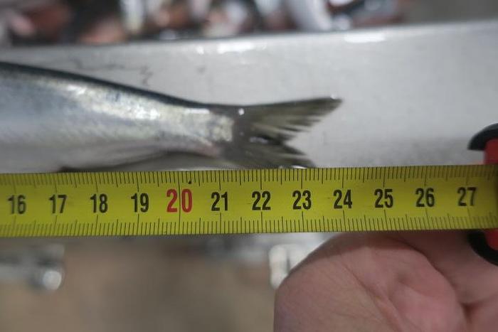 Used BAADER  Filleting lines for herings and mackarel