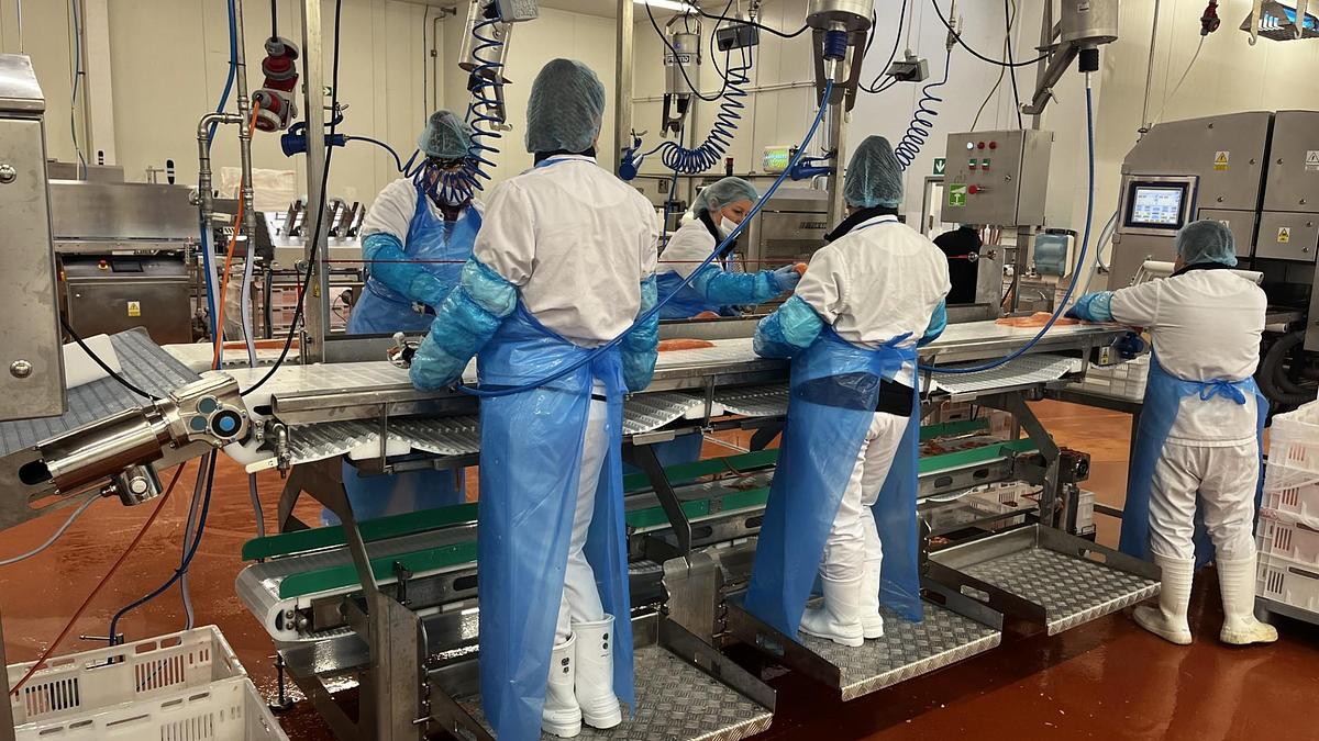 TRIMING CONVEYOR IDEAL FOR THE SEAFOOD AND FISH INDUSTRY WITH WORK STATIONS