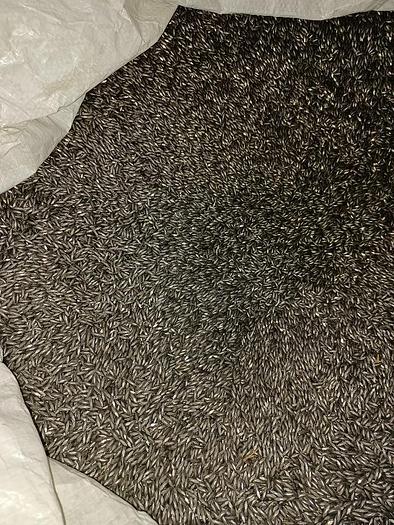 Used Lighty Used Carbon Steel 3/32″ x 3/8″ Taper Pins