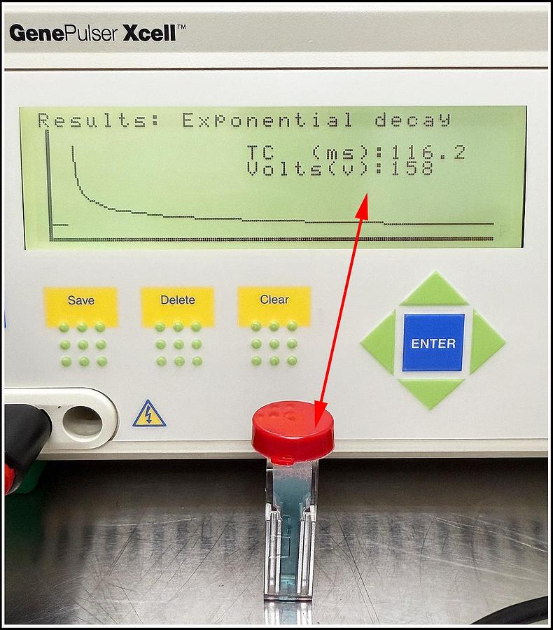 Used Bio-Rad Gene Pulser Xcell Eukaryotic System #1652661 w WARRANTY