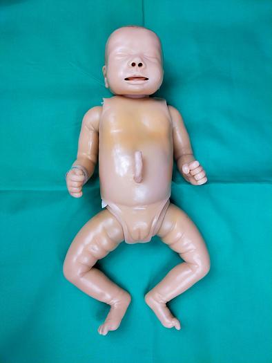 Gebraucht Adam Rouilly weiblicher Fetus Anatomie Modul