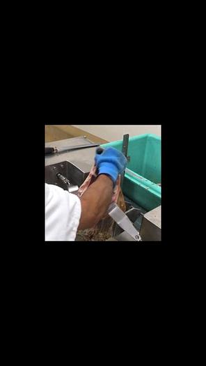 desosseuse jambon sec