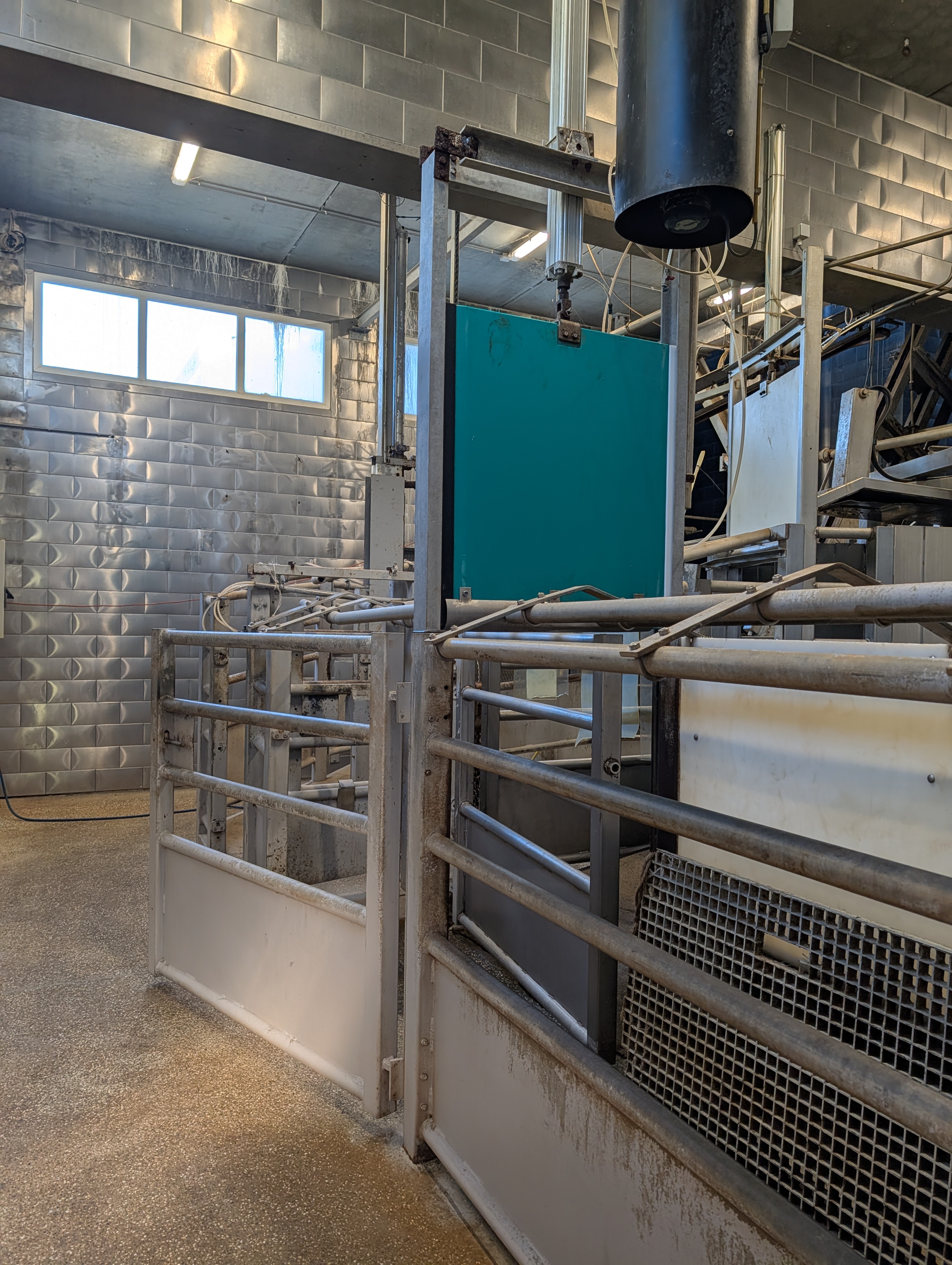 Used 50 cattle per hour slaughterline