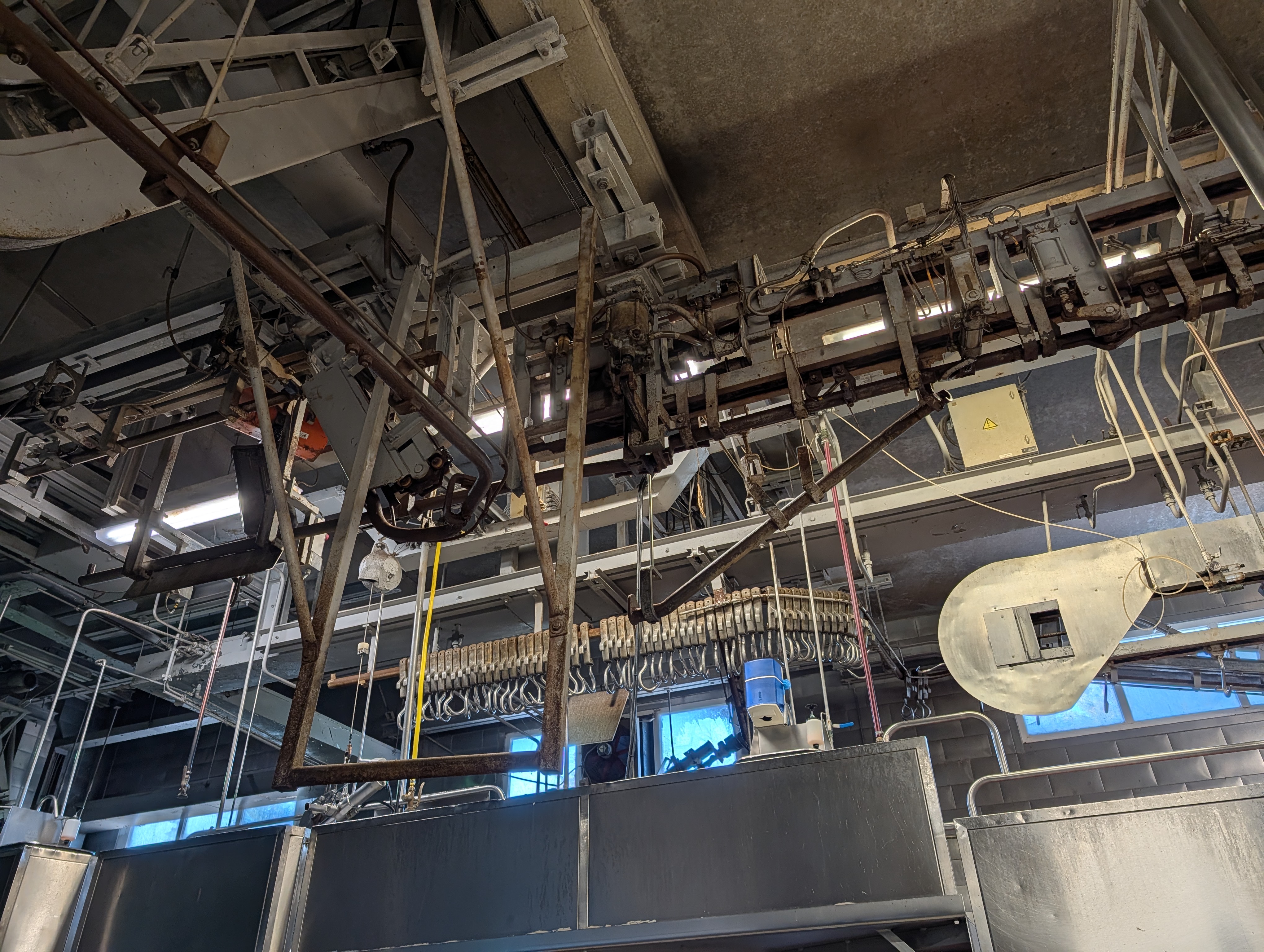 Used 50 cattle per hour slaughterline