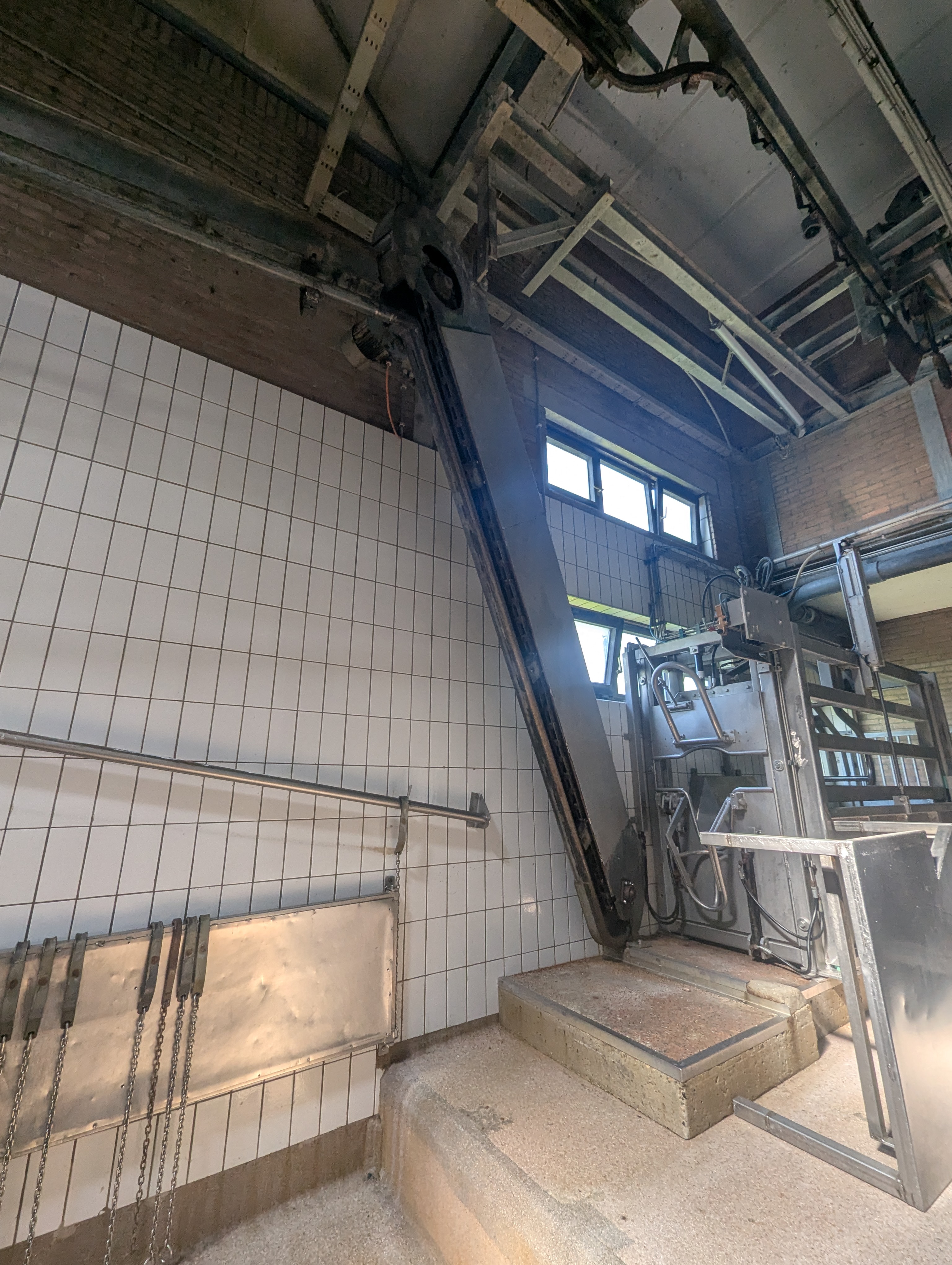 Used Sheep and cattle slaughterline