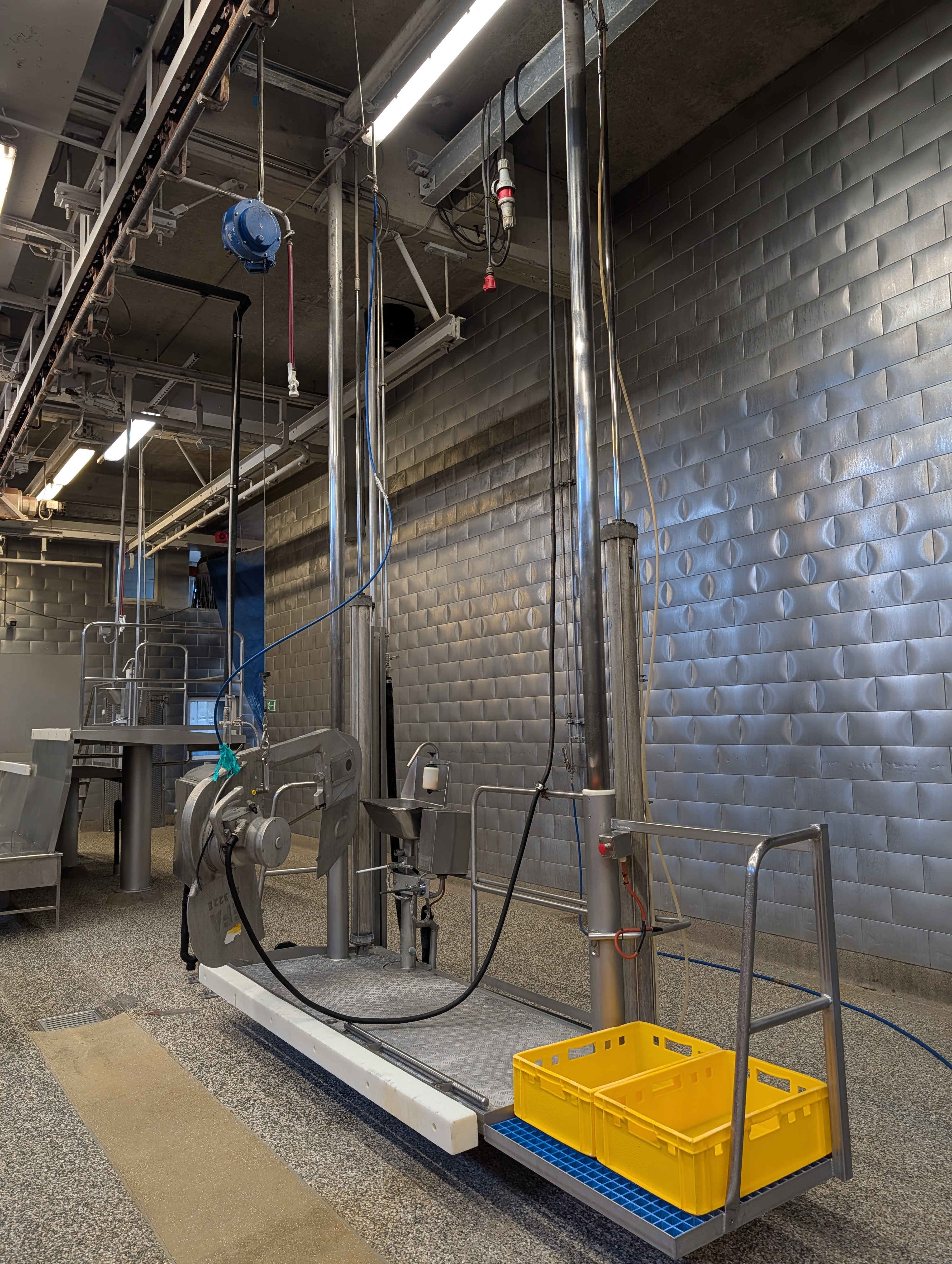 Used 50 cattle per hour slaughterline