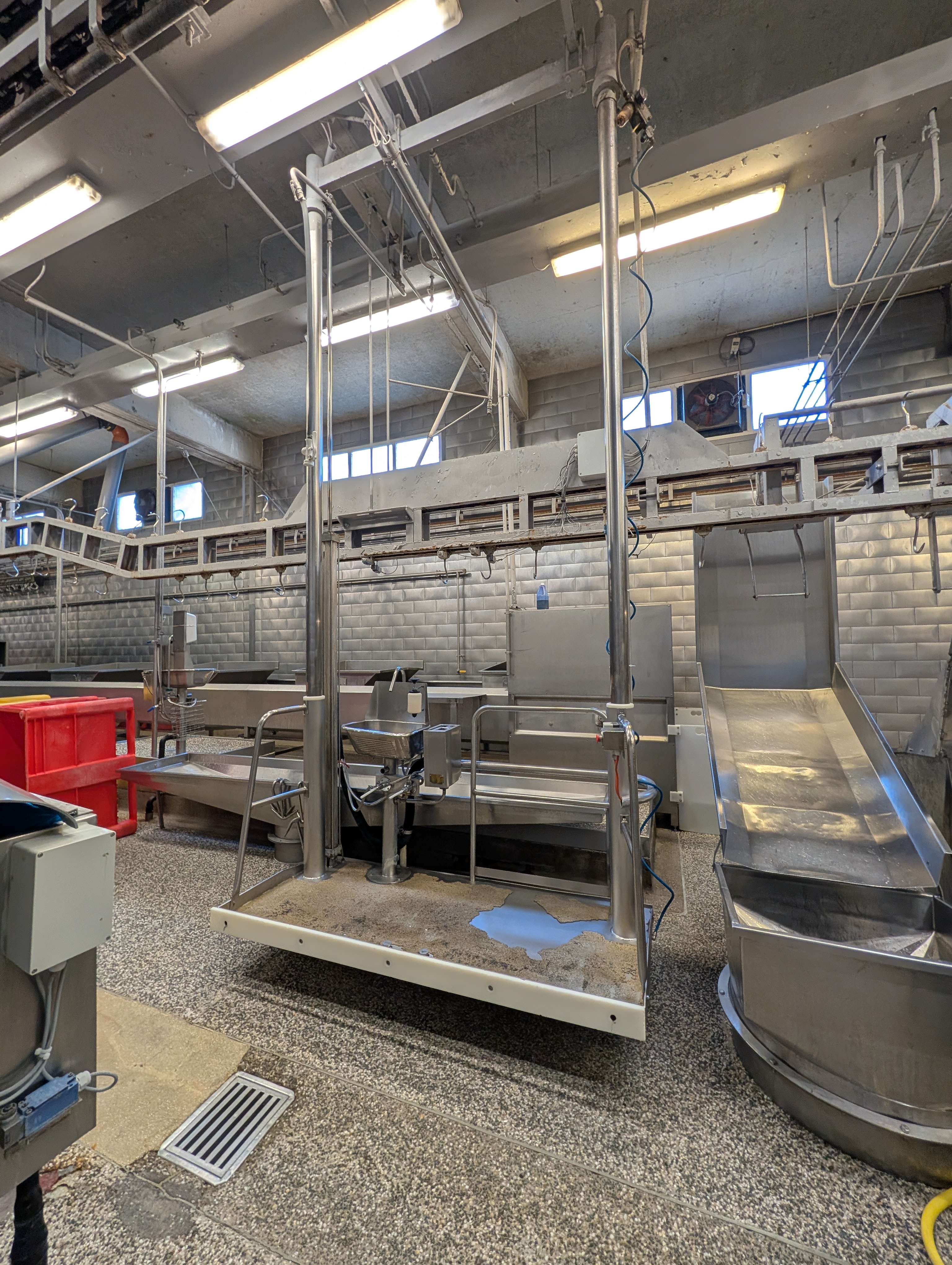 Used 50 cattle per hour slaughterline