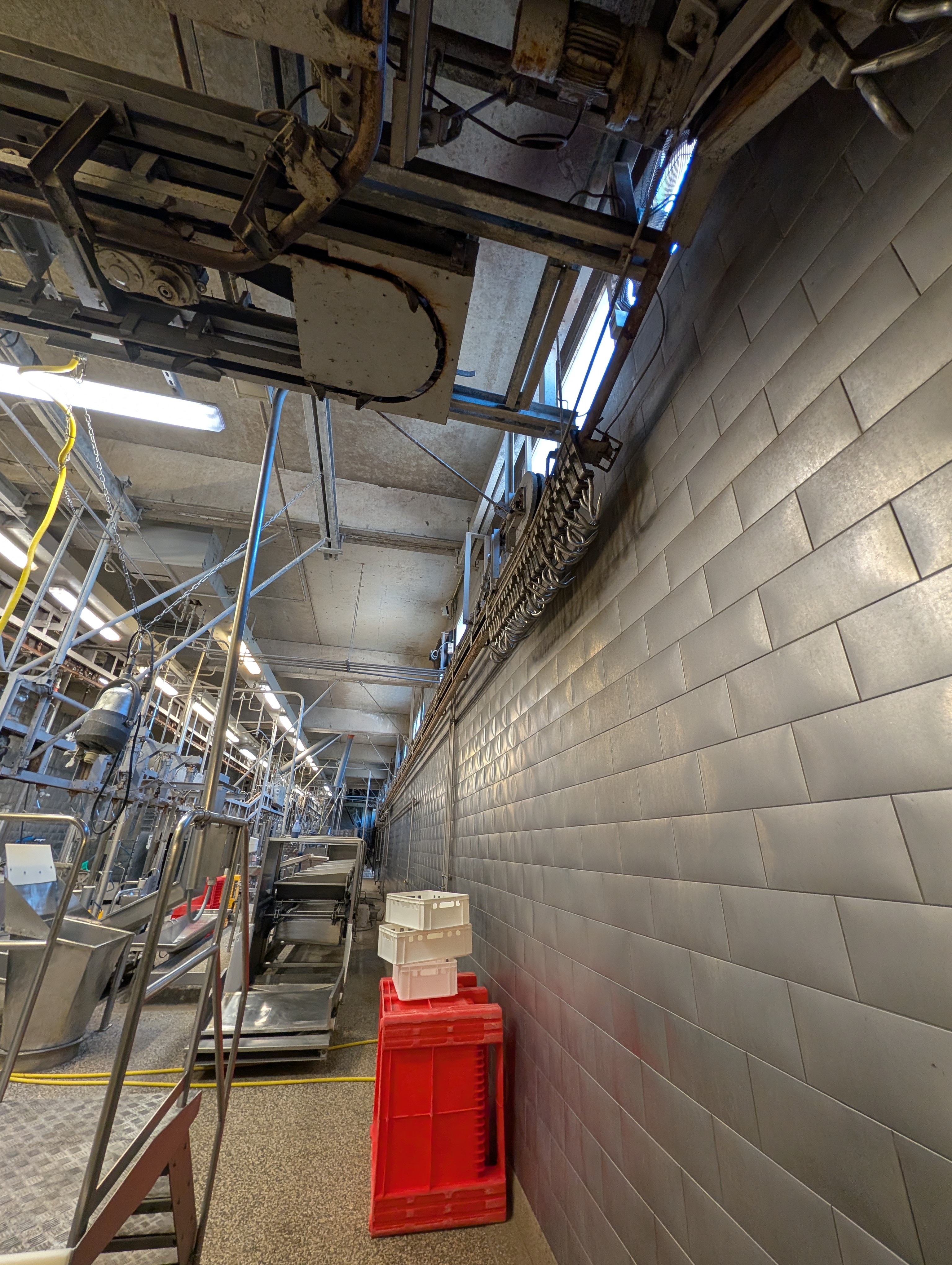 Used 50 cattle per hour slaughterline