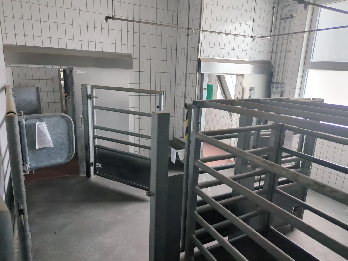 Used Pork and cattle 60 pph or 10 cph - Slaughterhouse