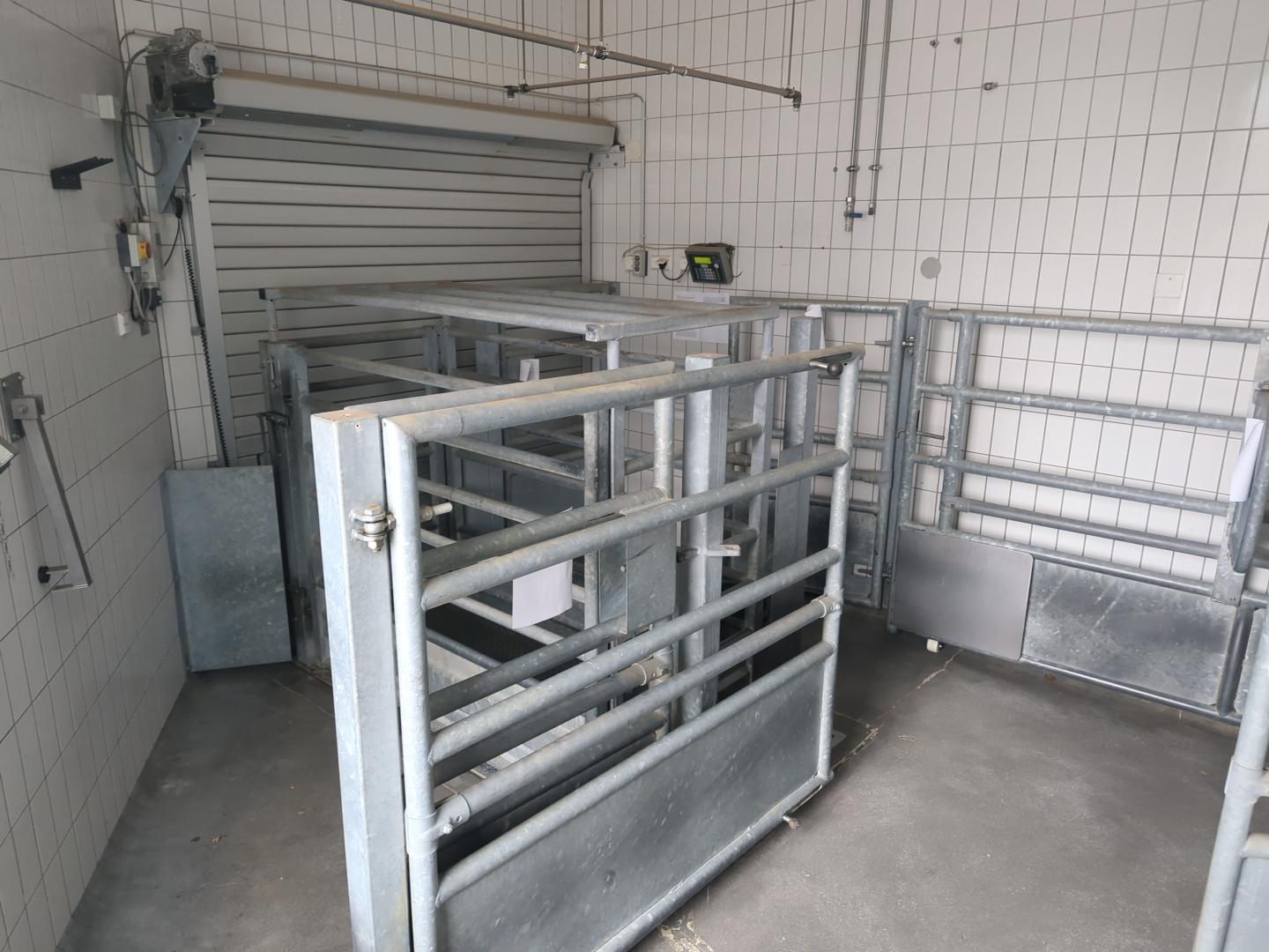 Used Pork and cattle 60 pph or 10 cph - Slaughterhouse