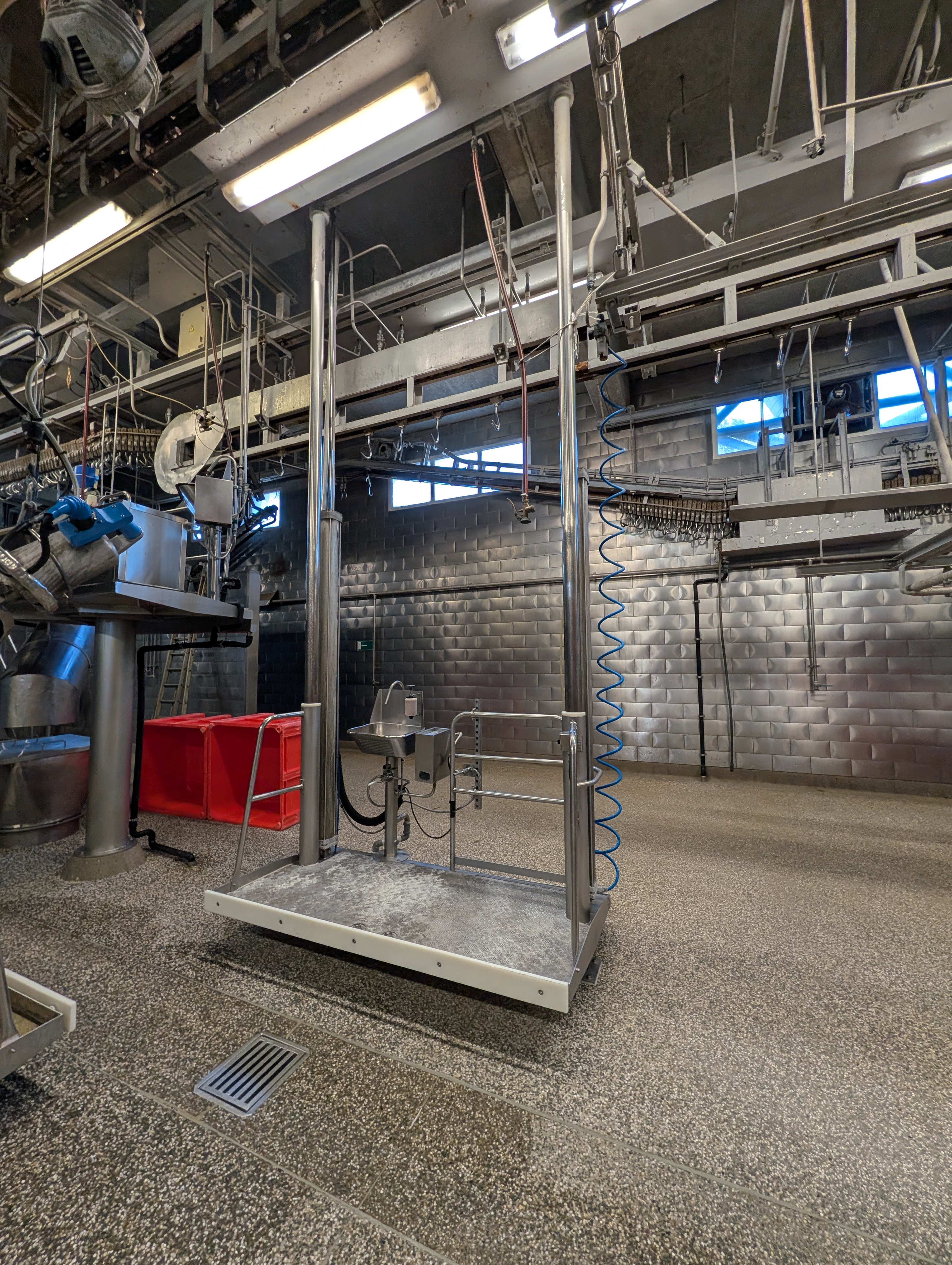 Used 50 cattle per hour slaughterline