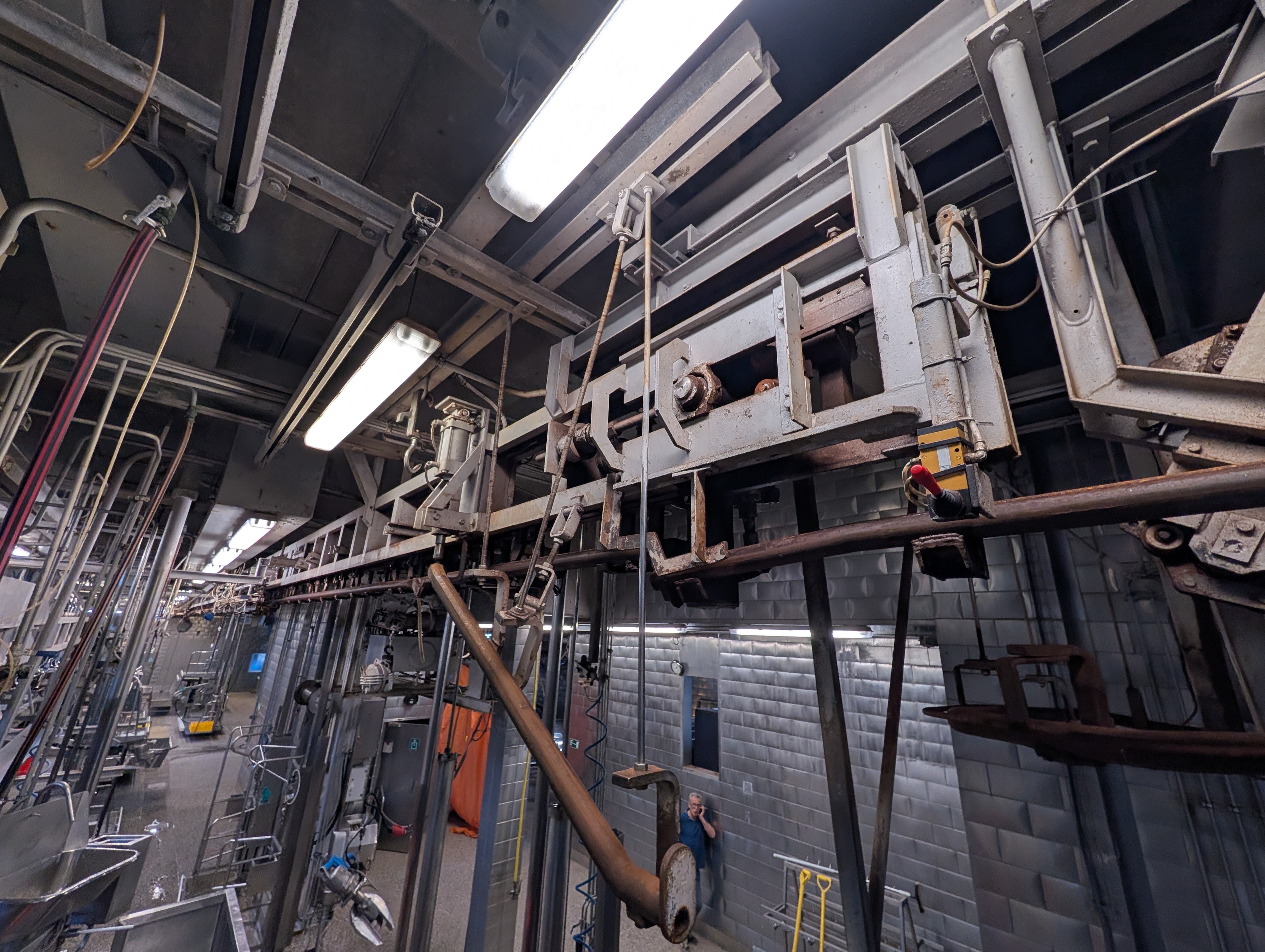 Used 50 cattle per hour slaughterline