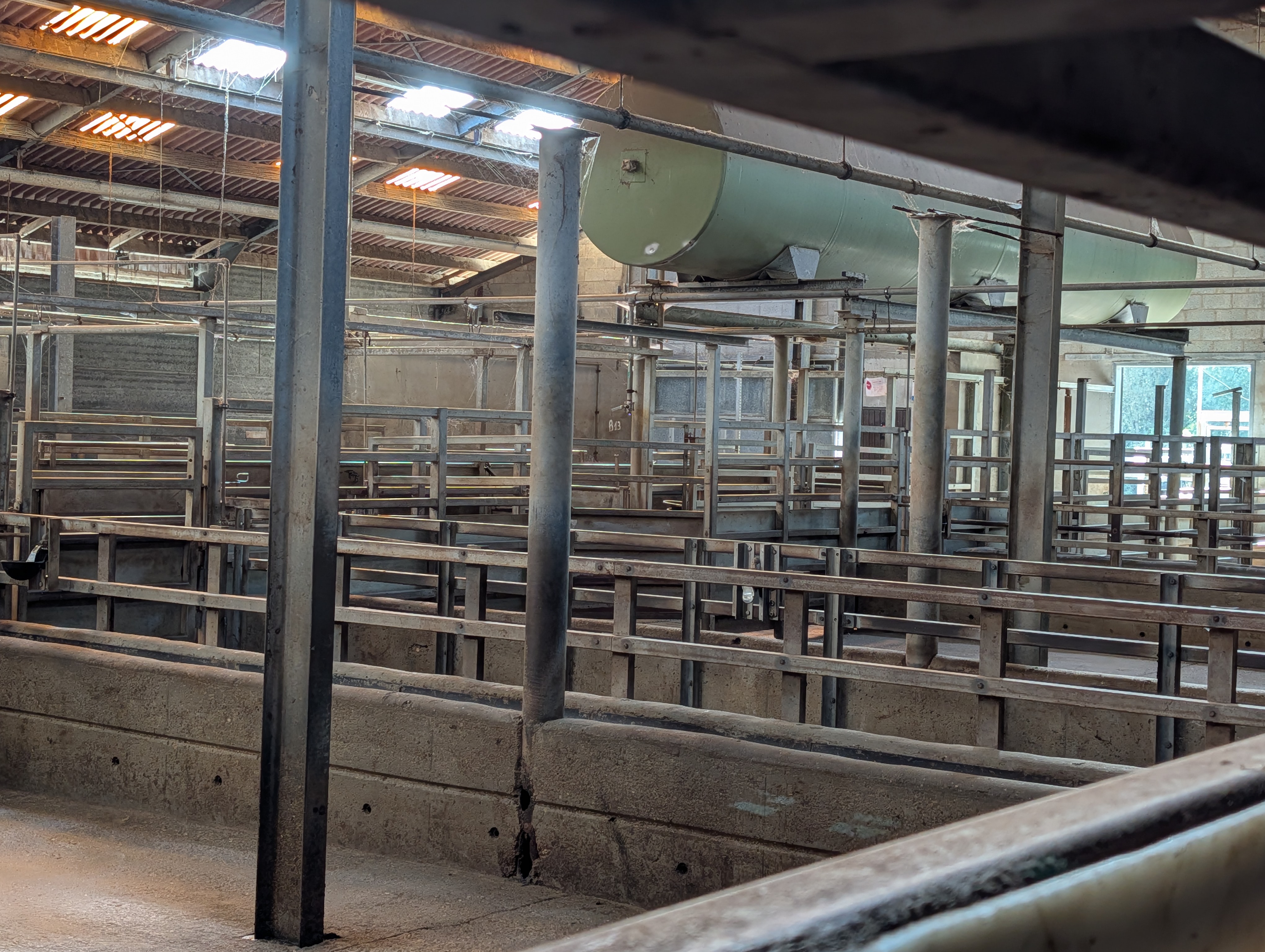 Used 50 cattle per hour slaughterline