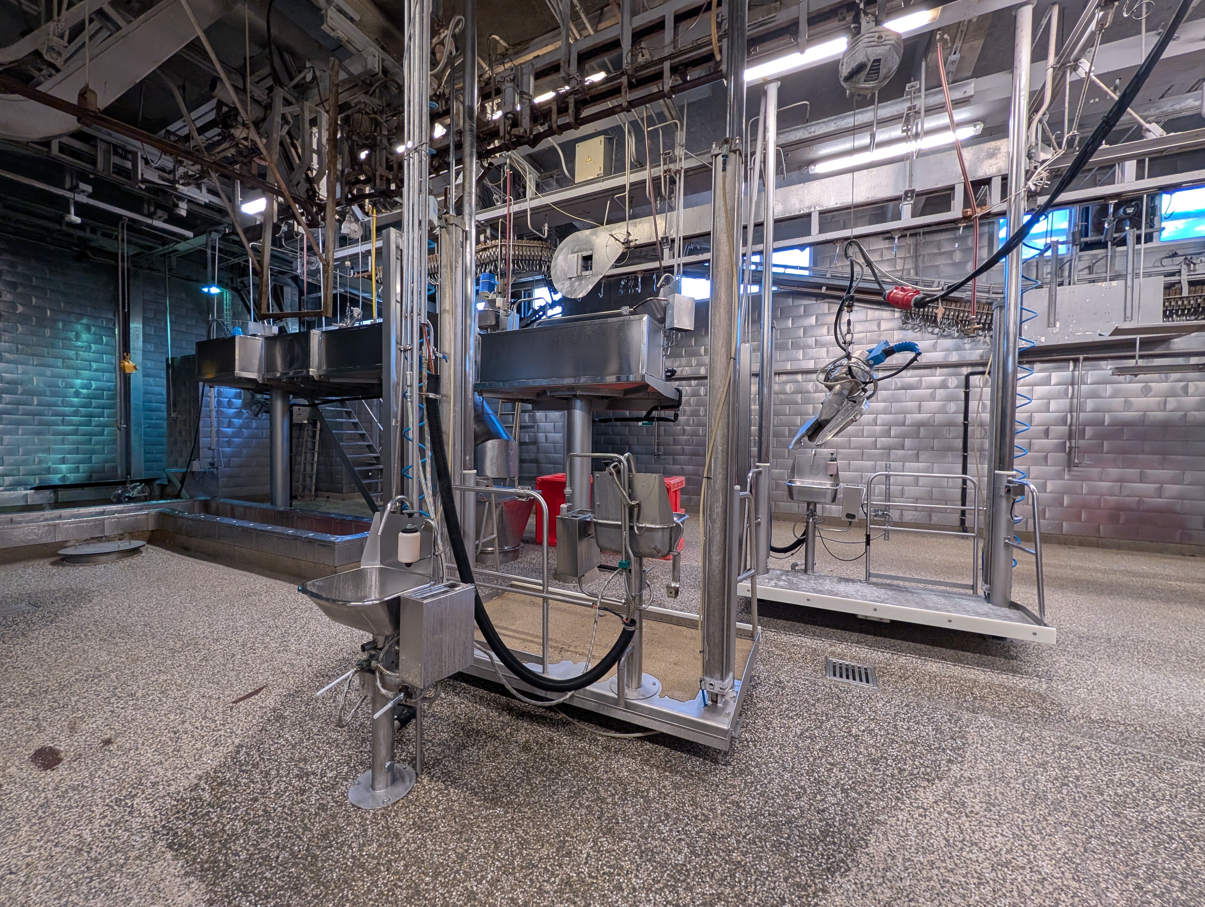 Used 50 cattle per hour slaughterline