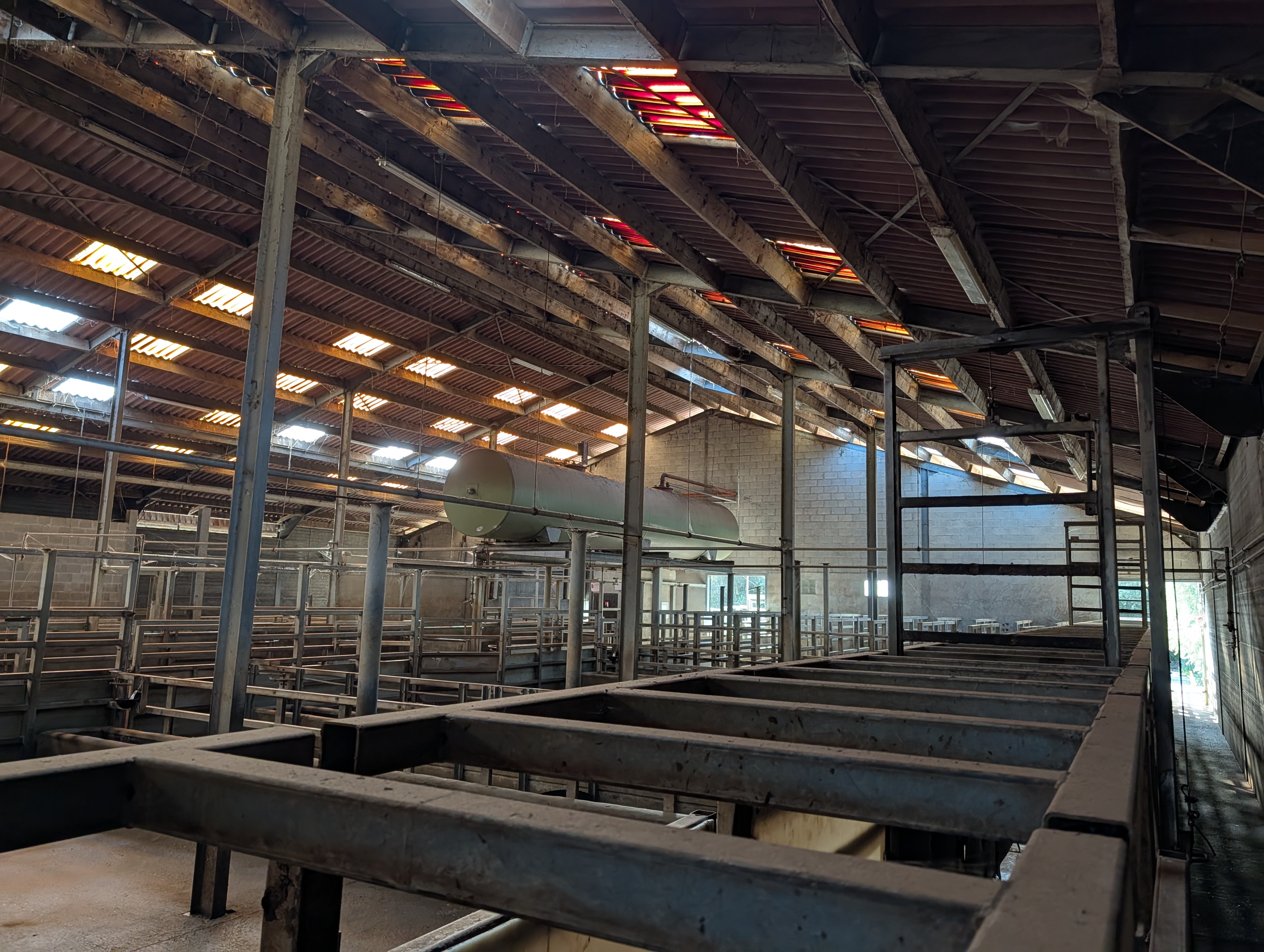 Used 50 cattle per hour slaughterline