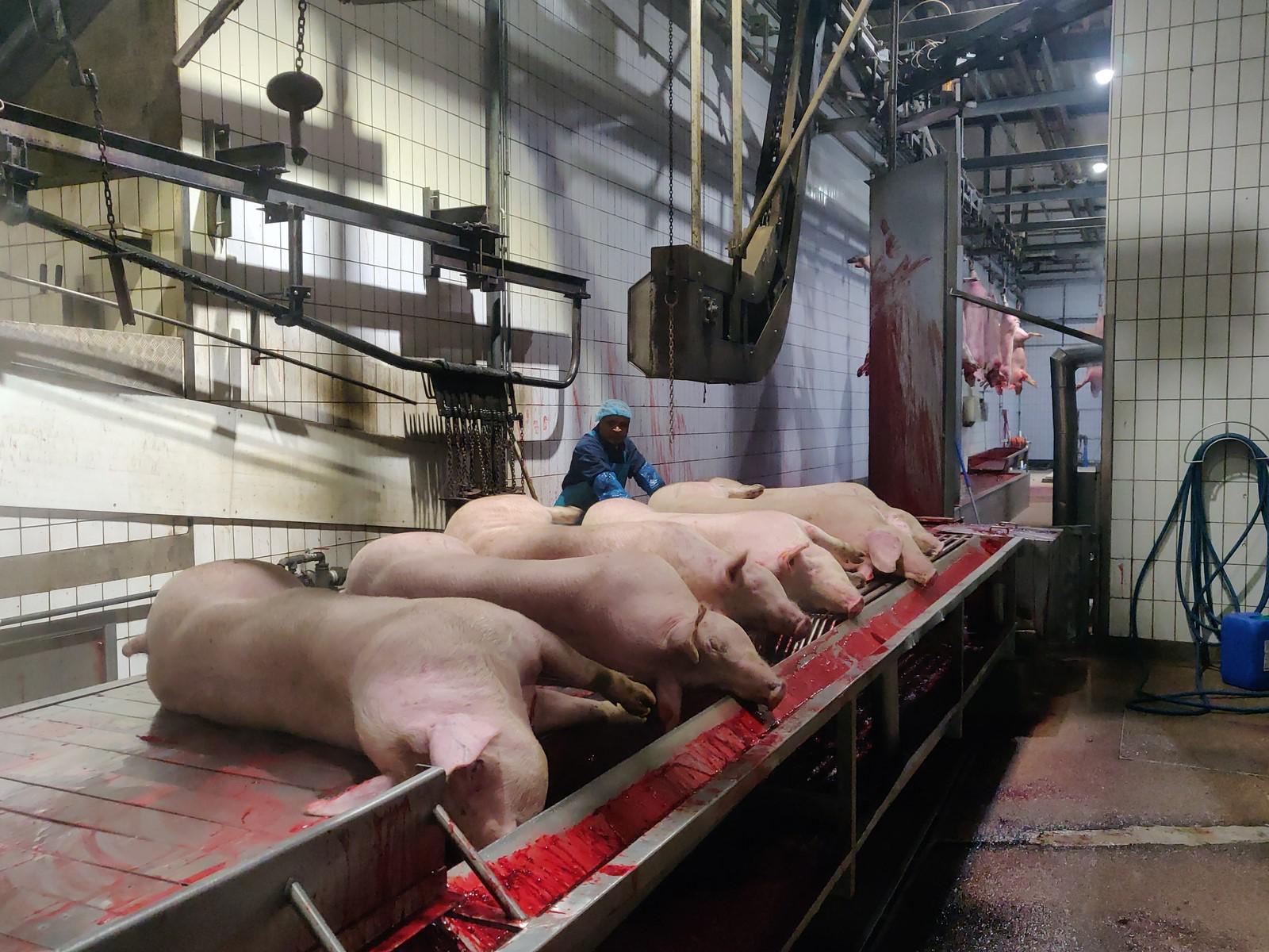 Used Pork 300 pph - Slaughterline