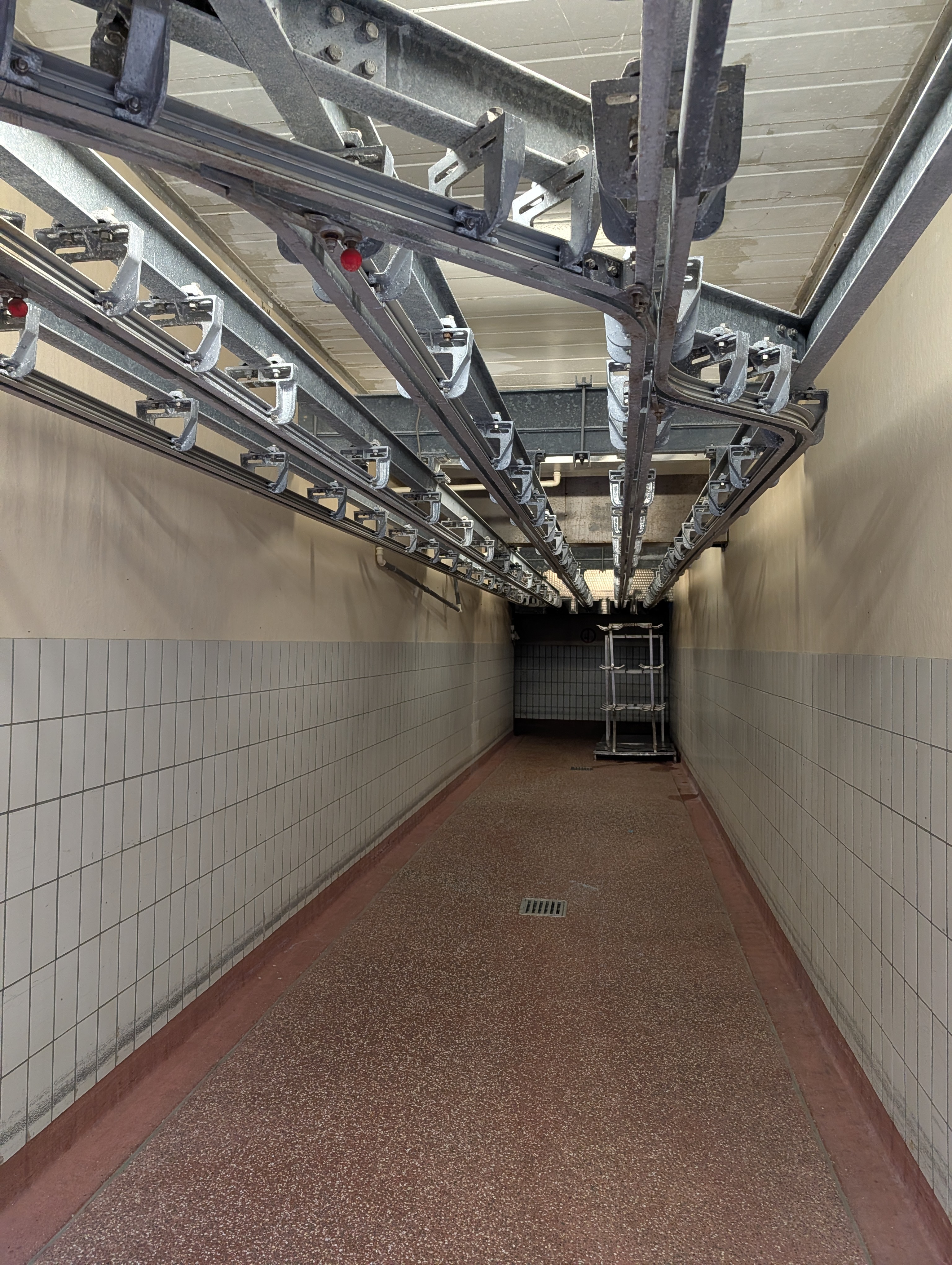 Used 50 cattle per hour slaughterline