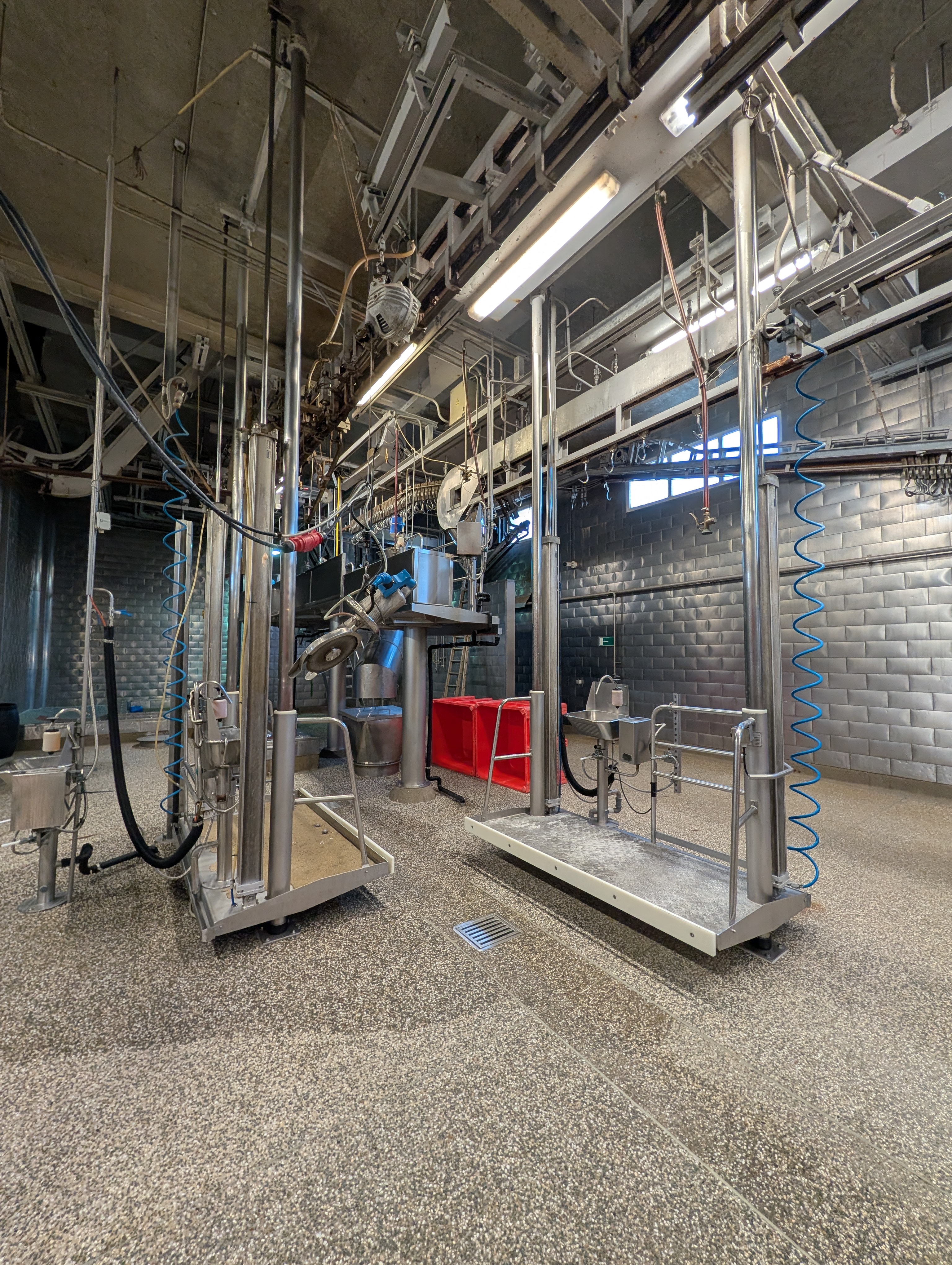 Used 50 cattle per hour slaughterline