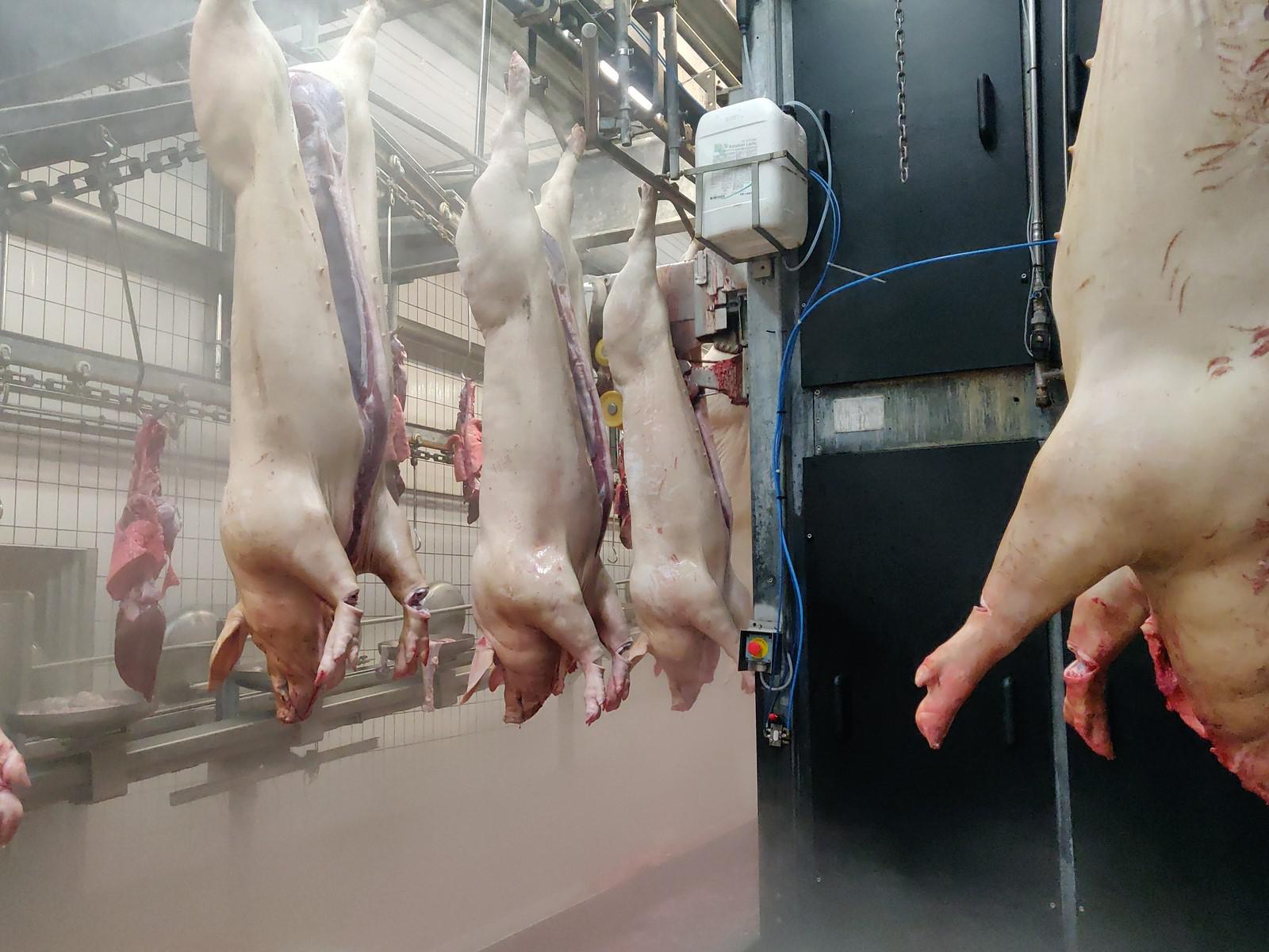 Used Pork 300 pph - Slaughterline