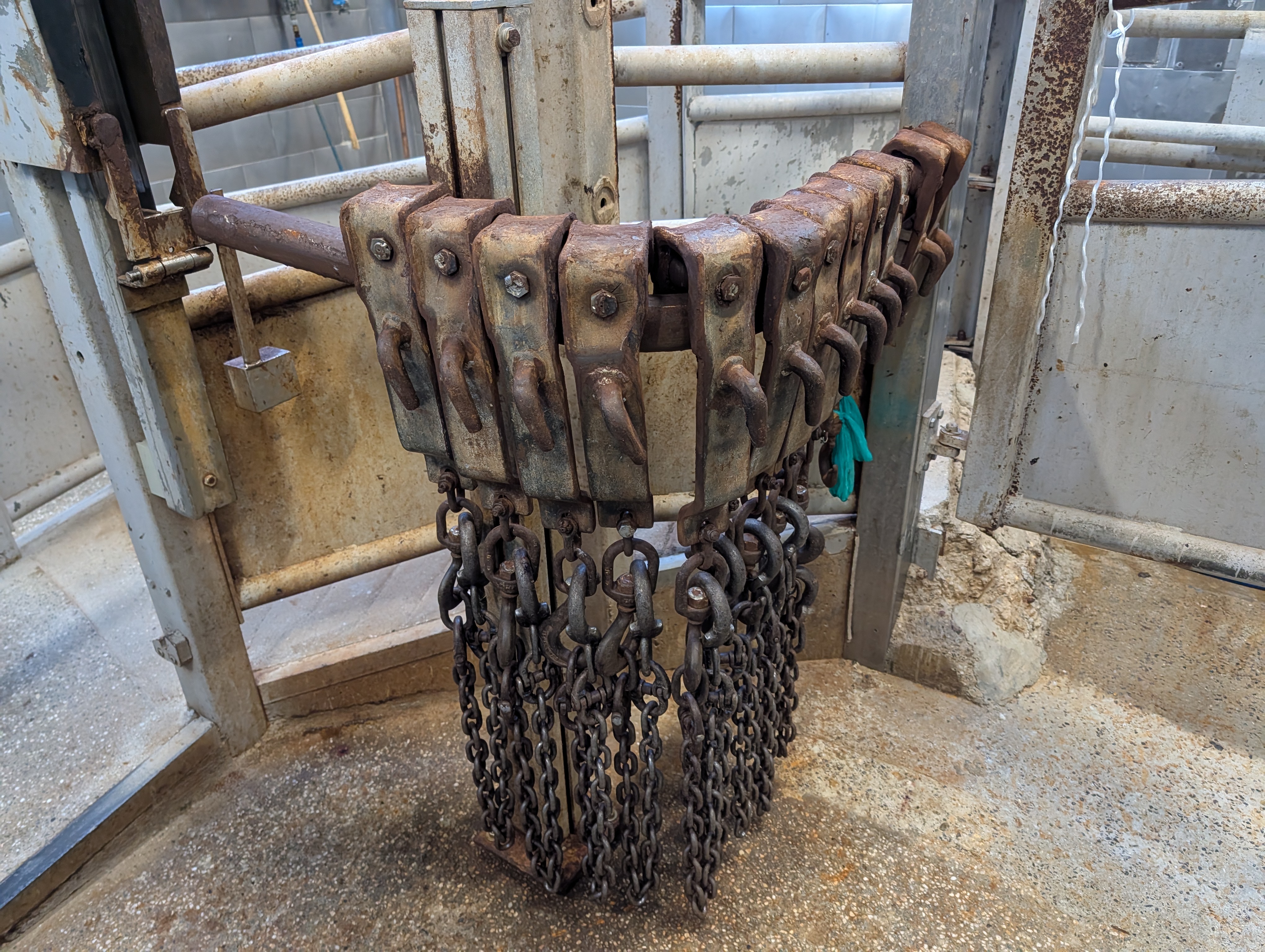 Used 50 cattle per hour slaughterline