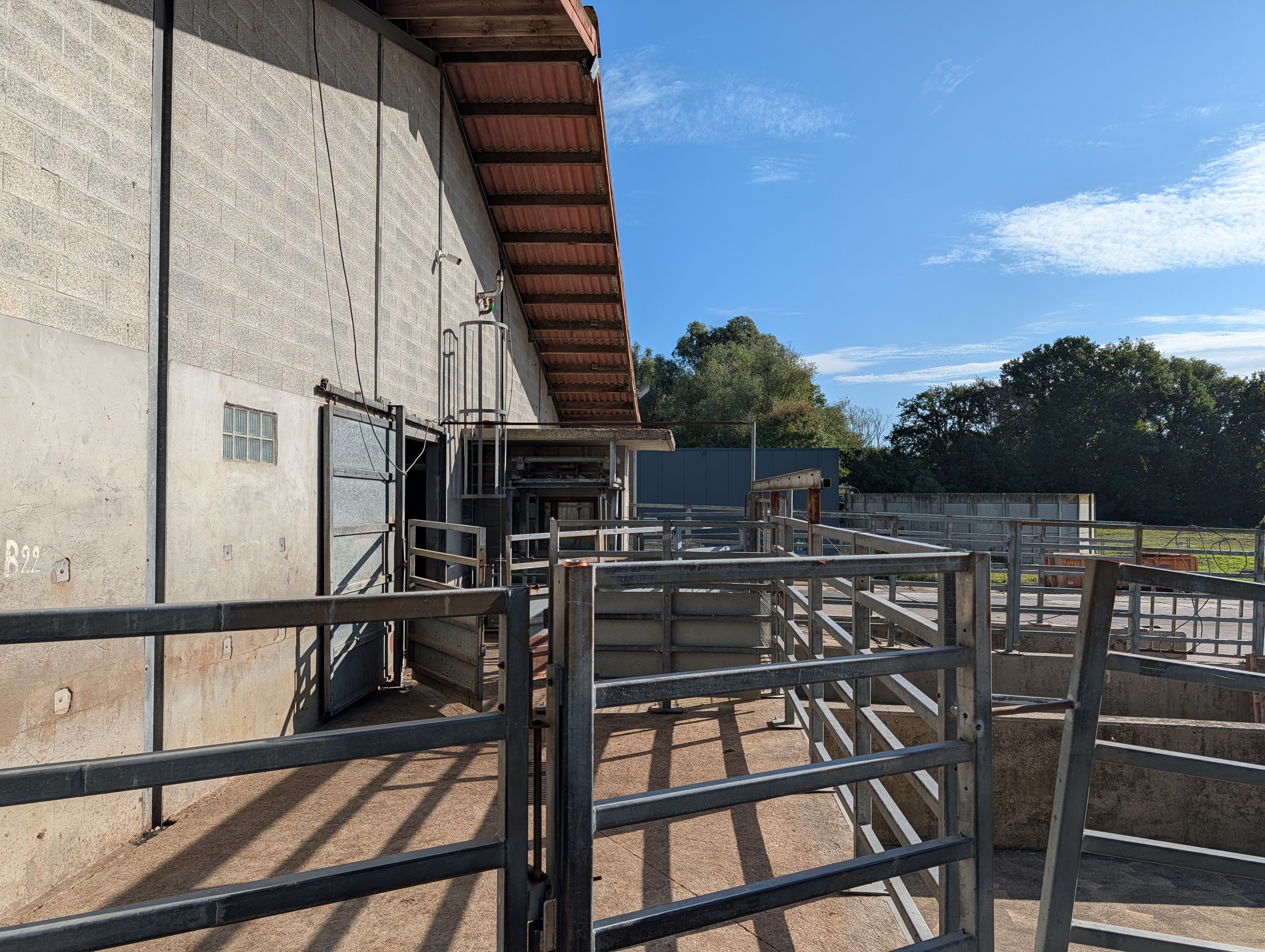 Used 50 cattle per hour slaughterline