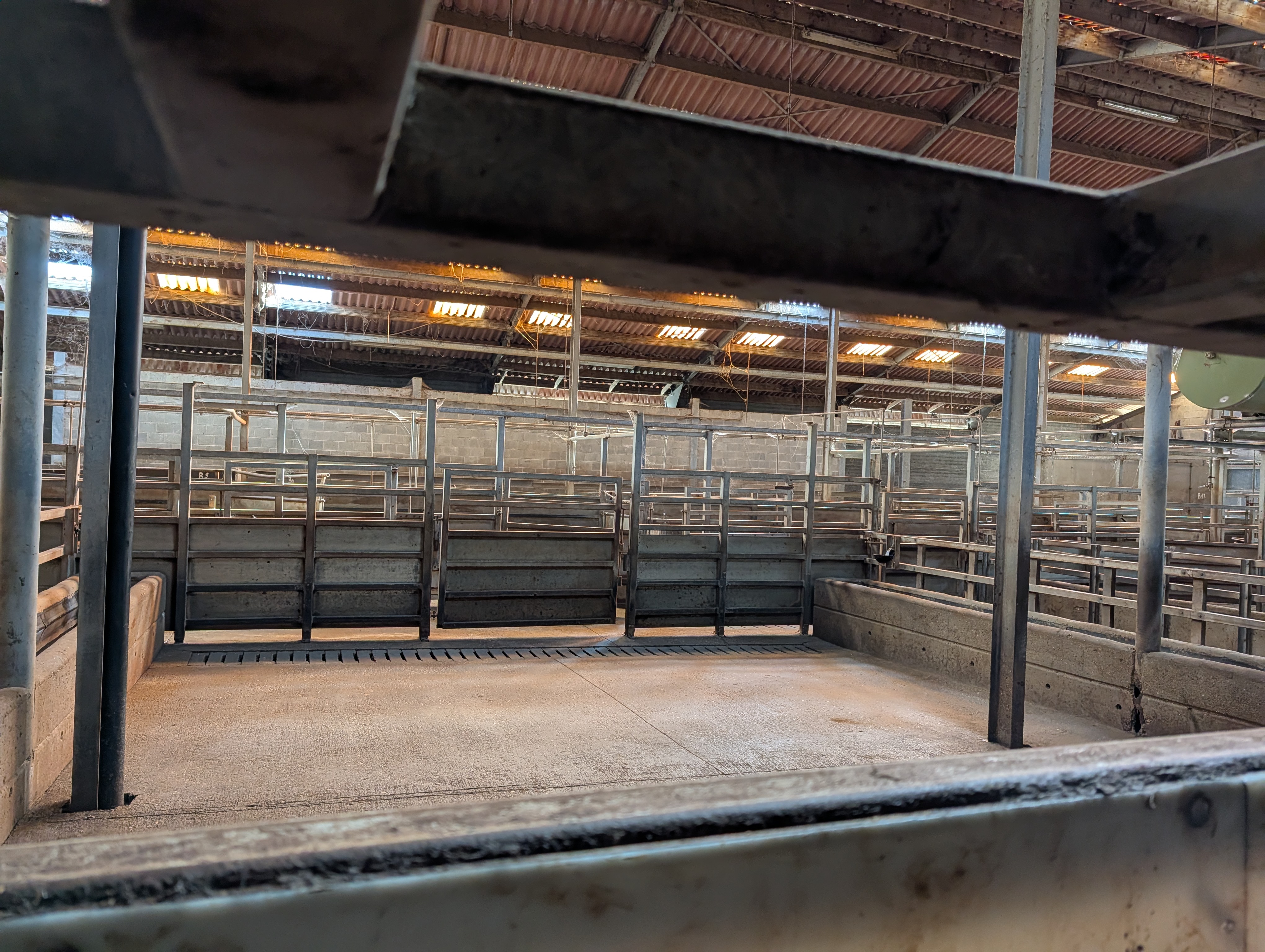 Used 50 cattle per hour slaughterline