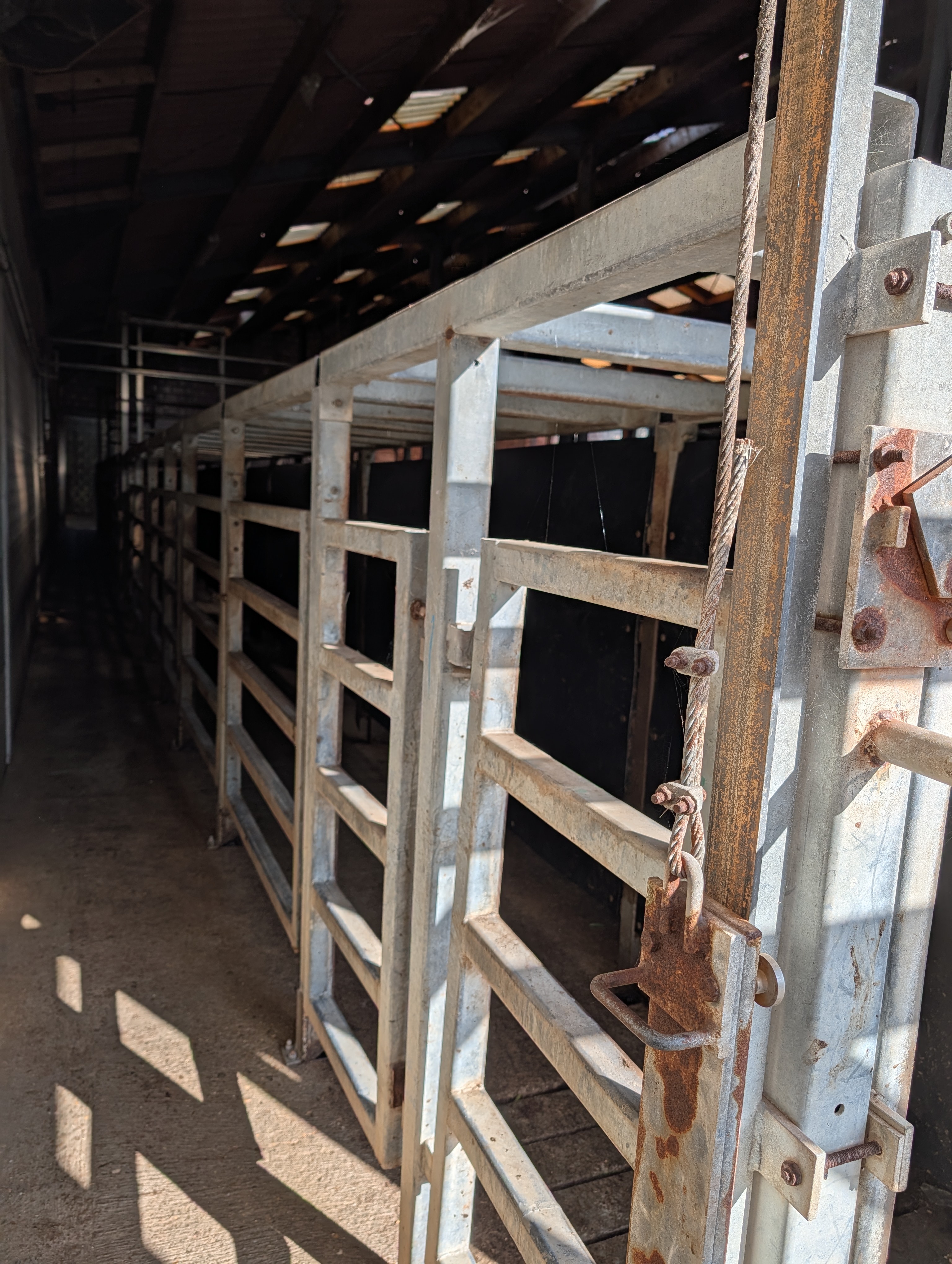 Used 50 cattle per hour slaughterline