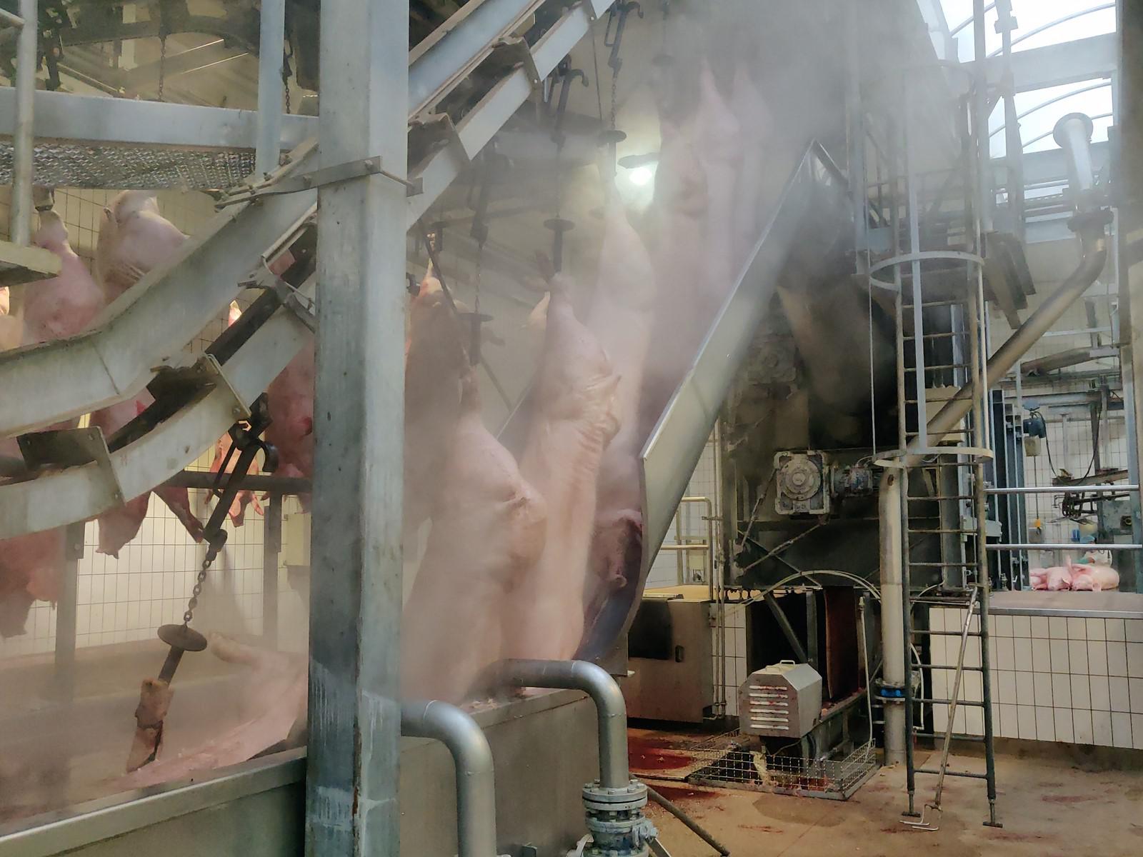 Used Pork 300 pph - Slaughterline